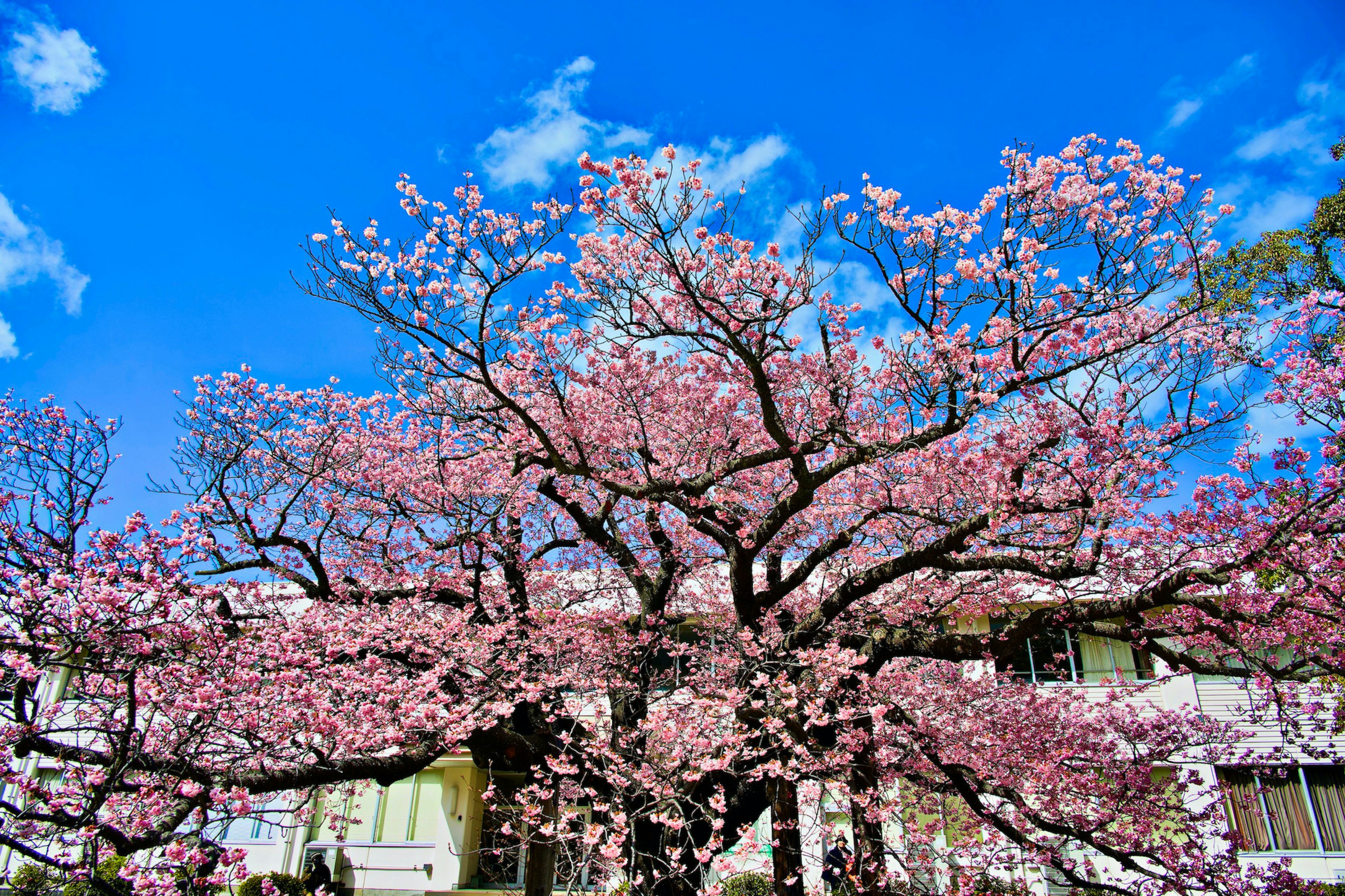 A blooming cherry blossom tree under a blue sky