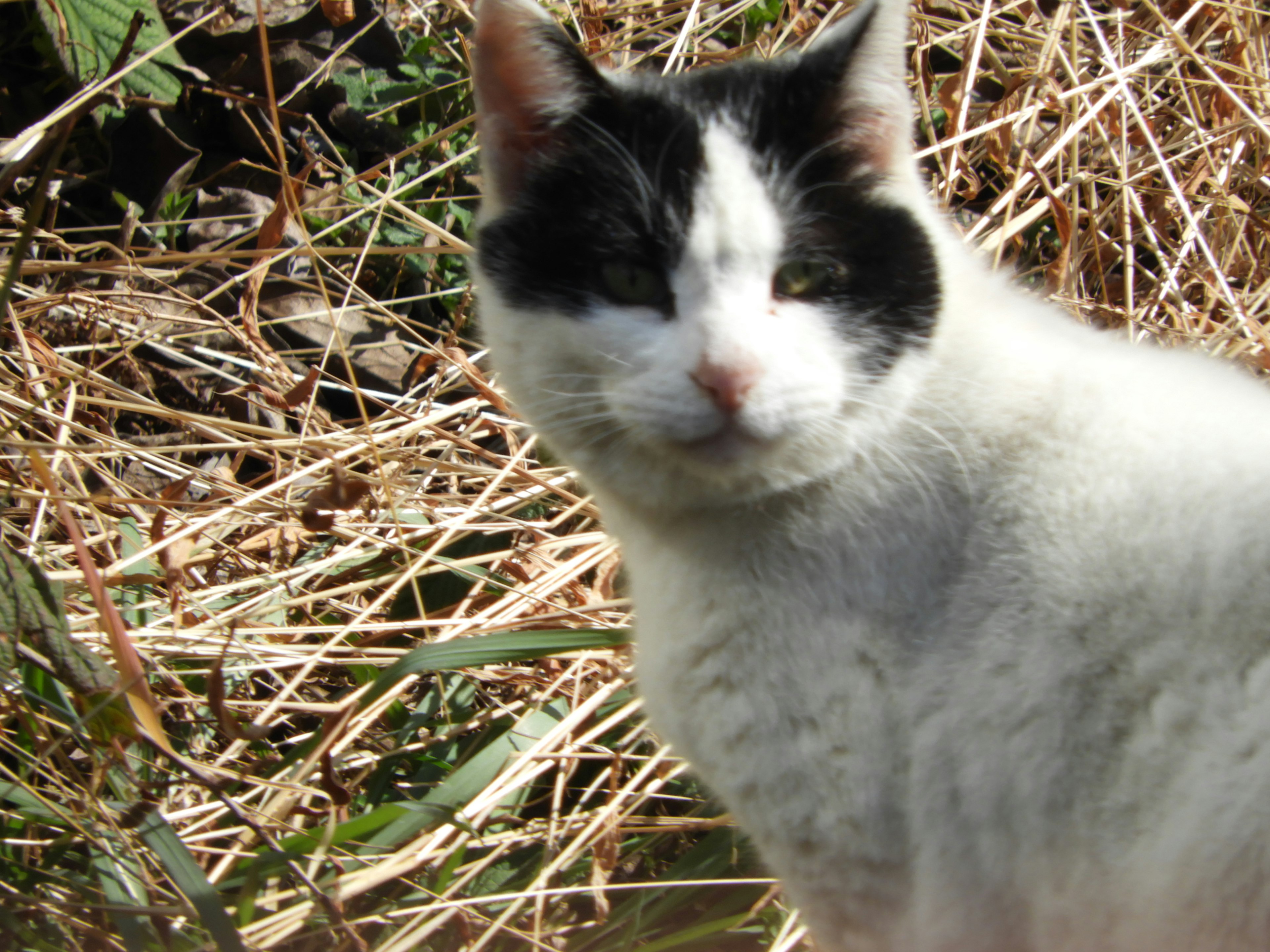 Kucing hitam putih berdiri di antara rumput