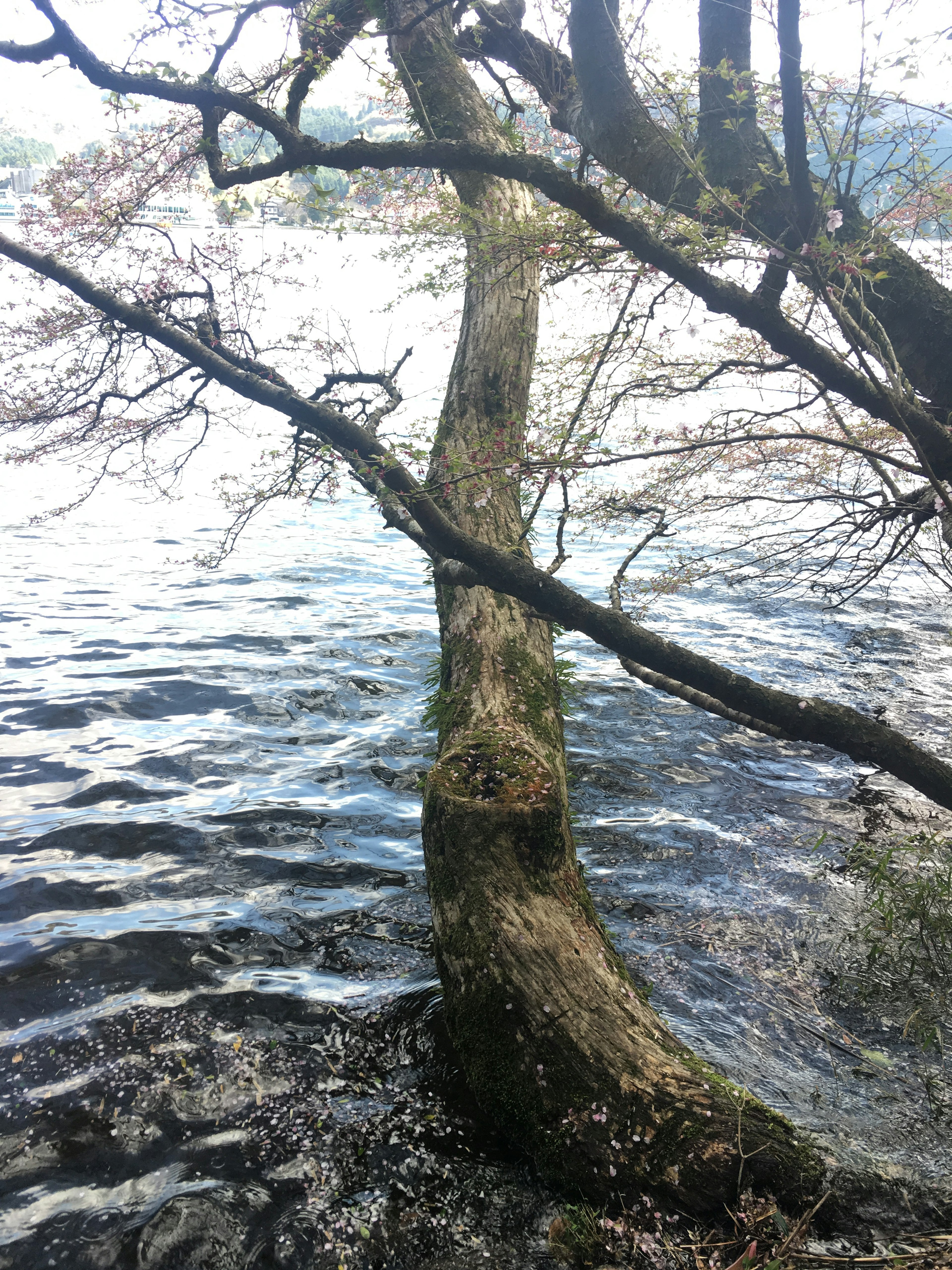 水面に映る桜の木の幹と枝