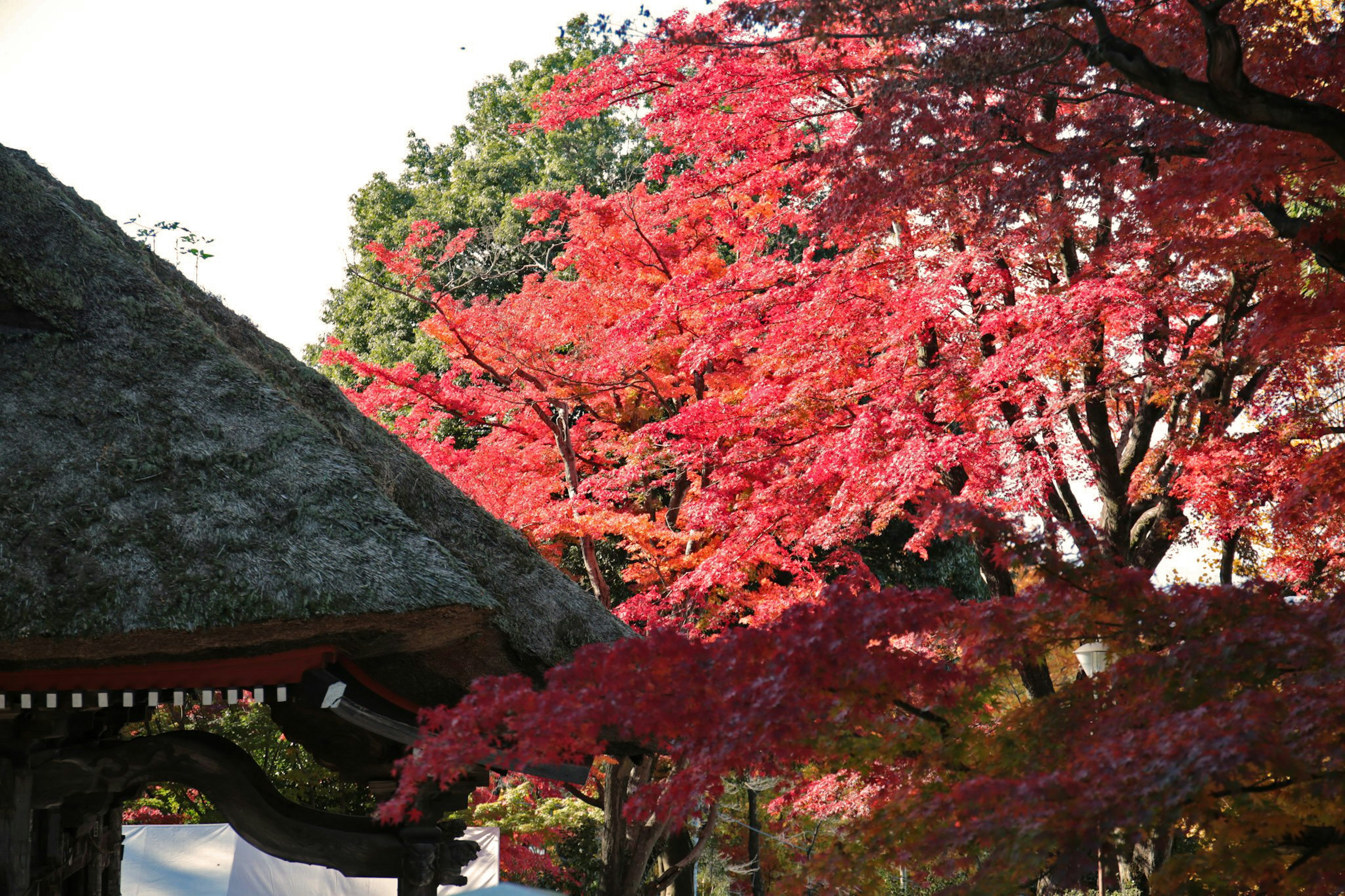 Scenic view of vibrant red autumn leaves and a traditional thatched roof