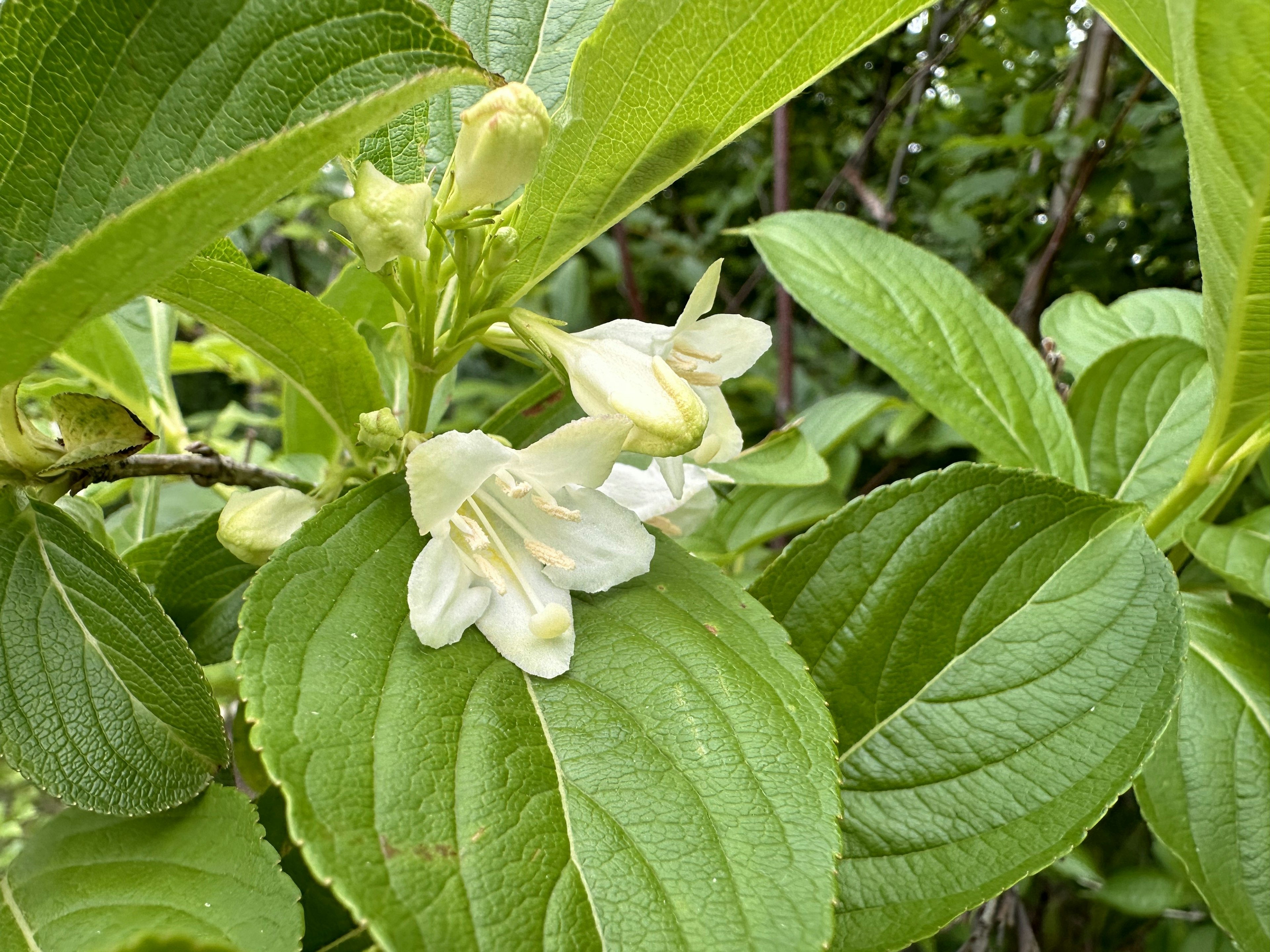 绿色叶子间绽放的白色花朵