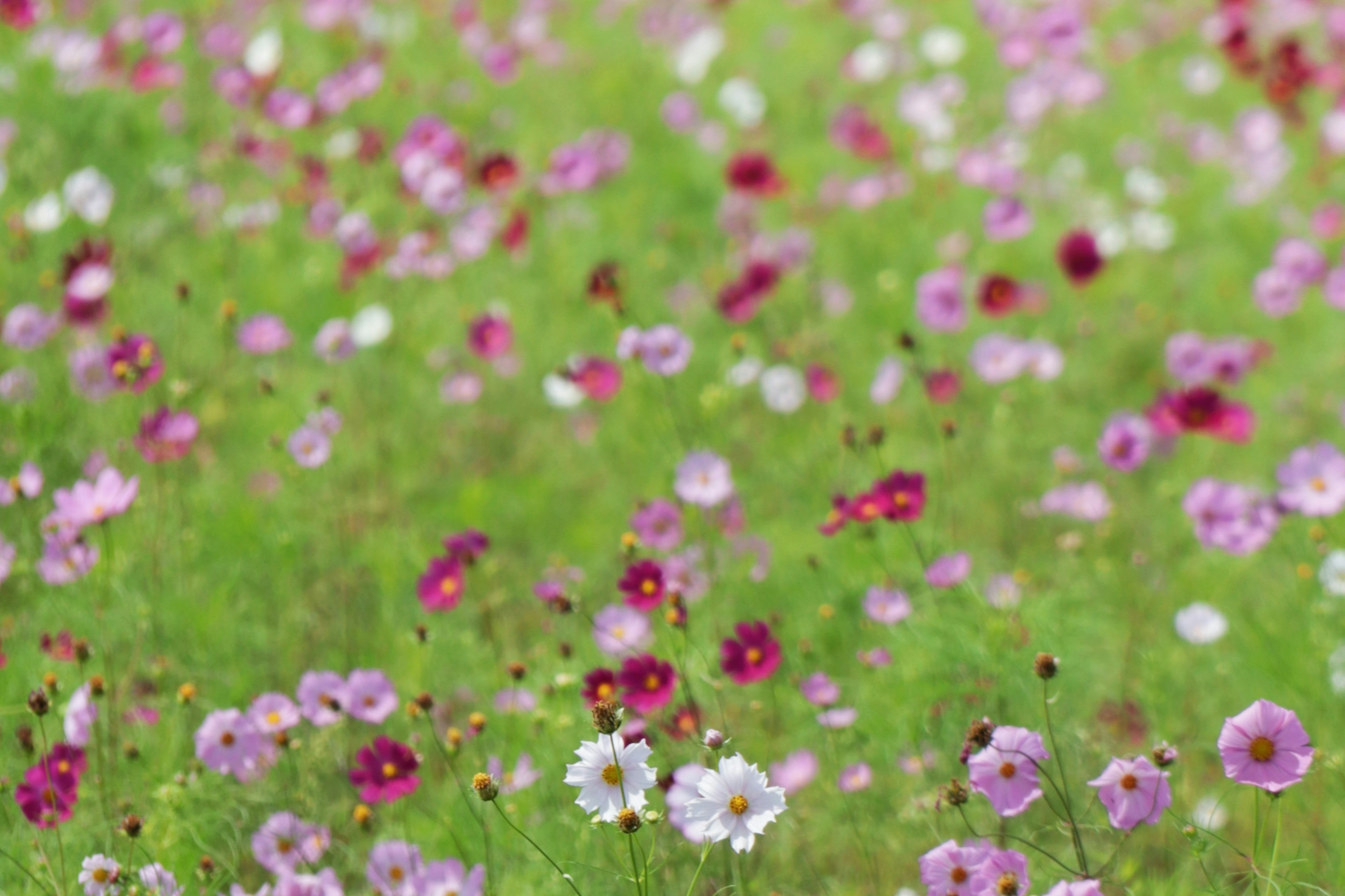 色とりどりの花が咲く緑の草地