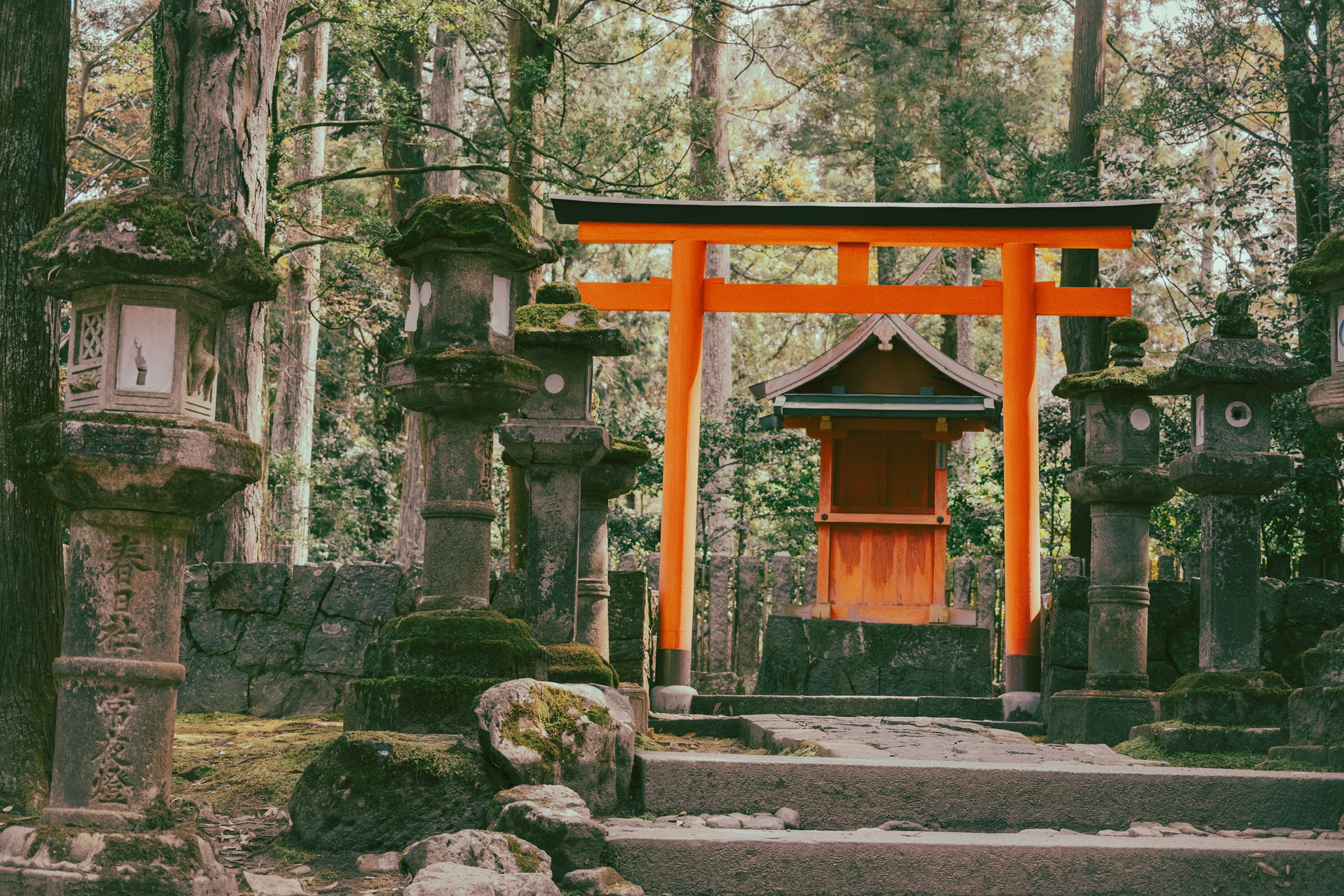 Oranger Torii-Tor umgeben von Stehlaternen in einem ruhigen Wald