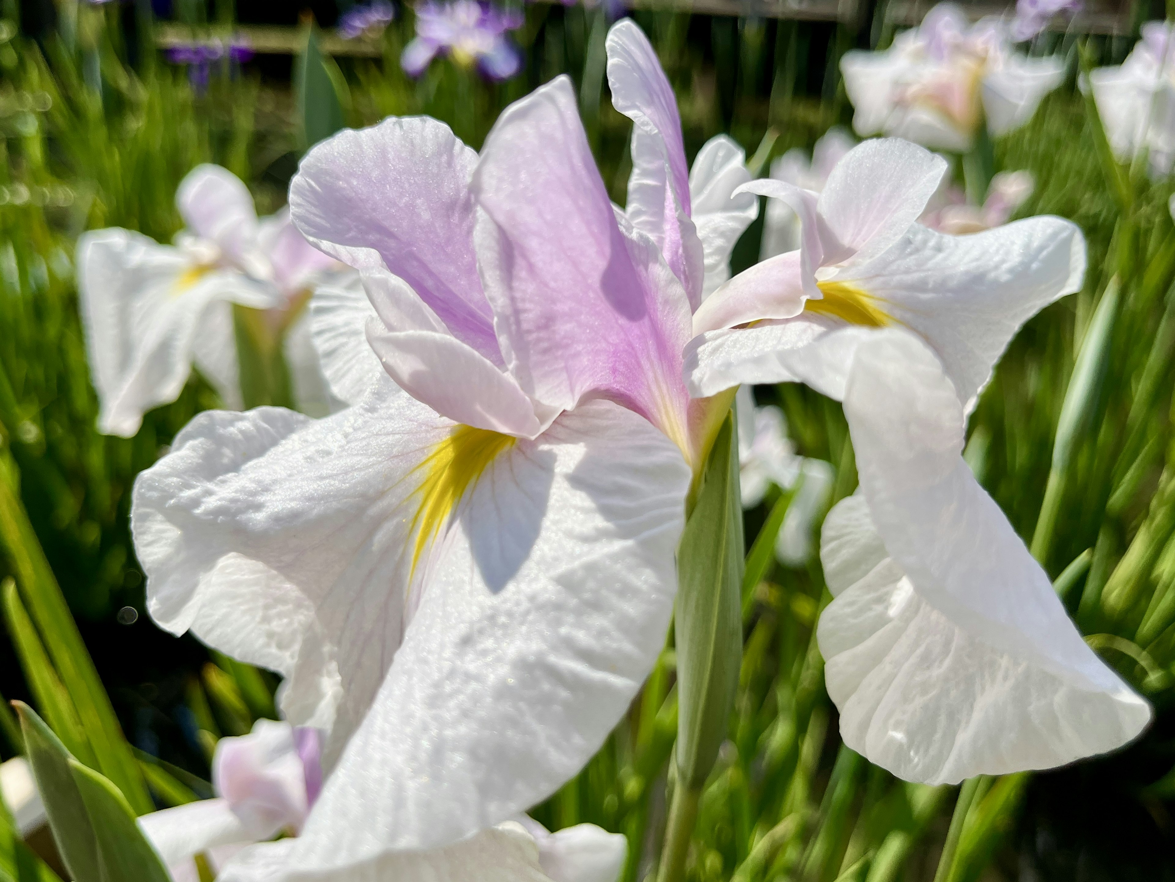 白い花弁に淡い紫色のアクセントがあるアヤメの花が咲いている