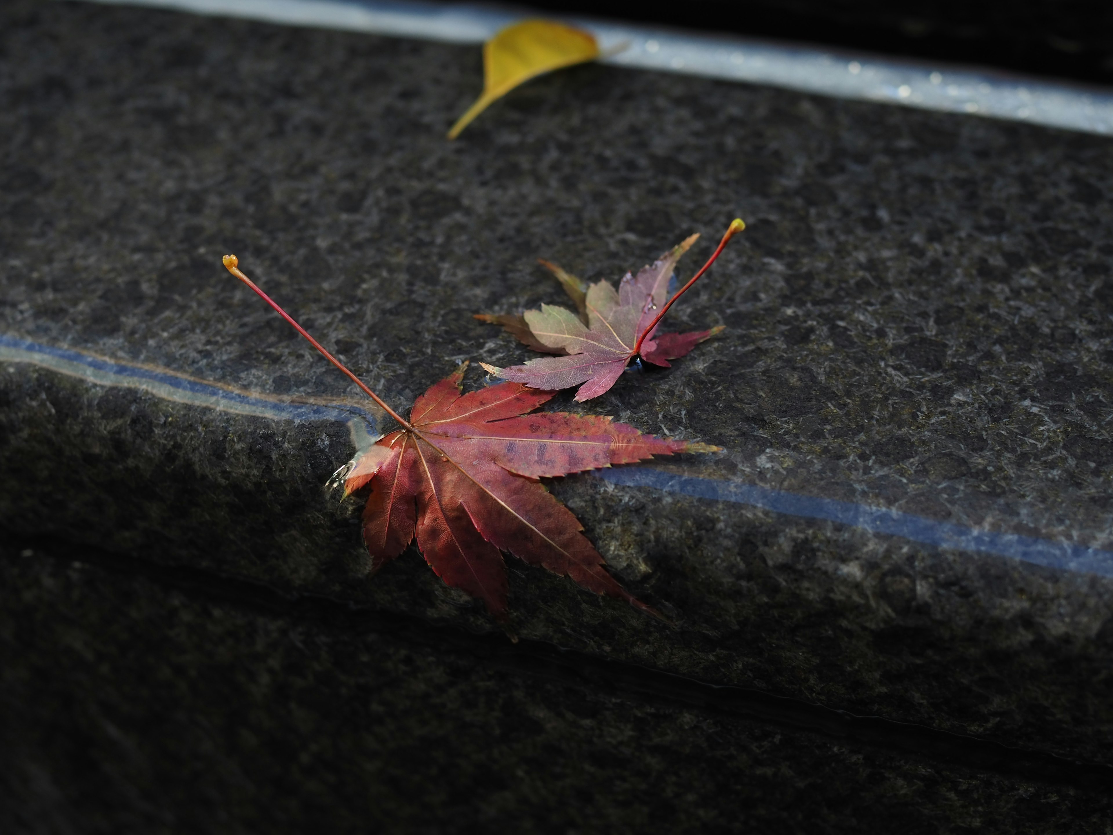 Feuilles d'érable rouges reposant sur une surface en pierre sombre