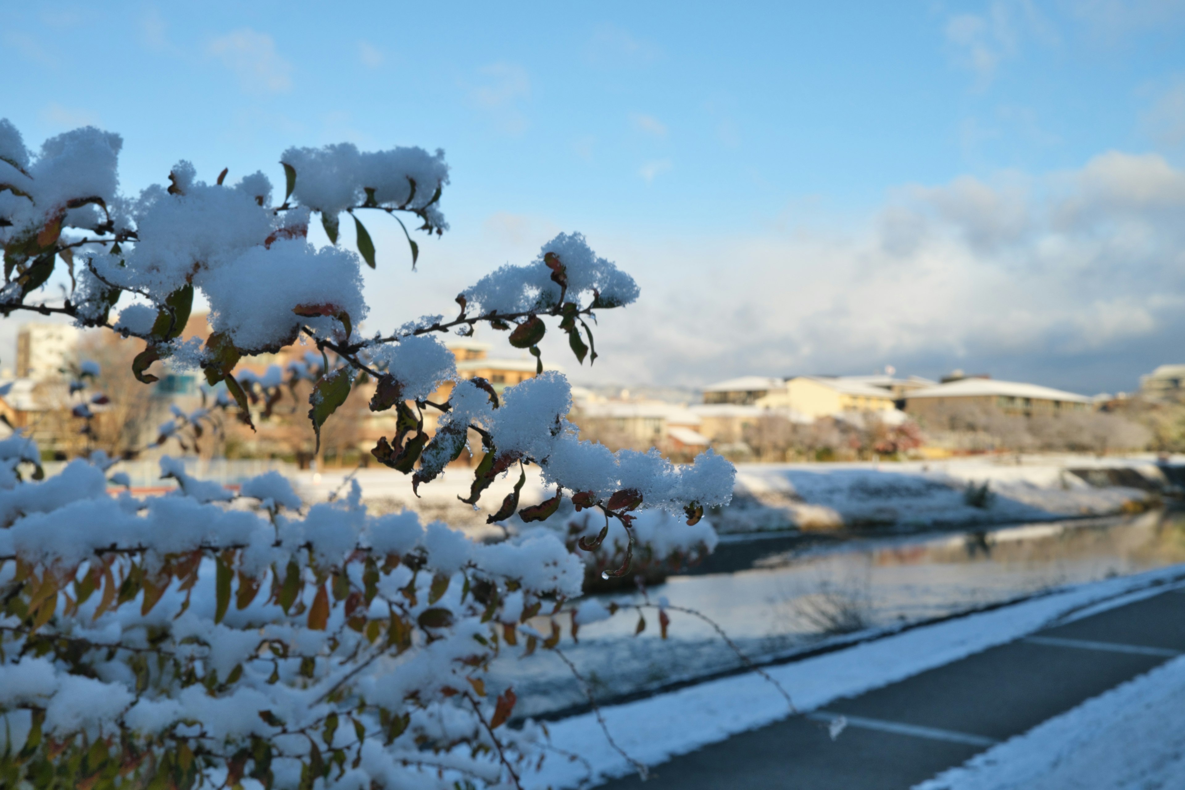 雪が積もった木の枝と川の風景青空が広がる冬の景色