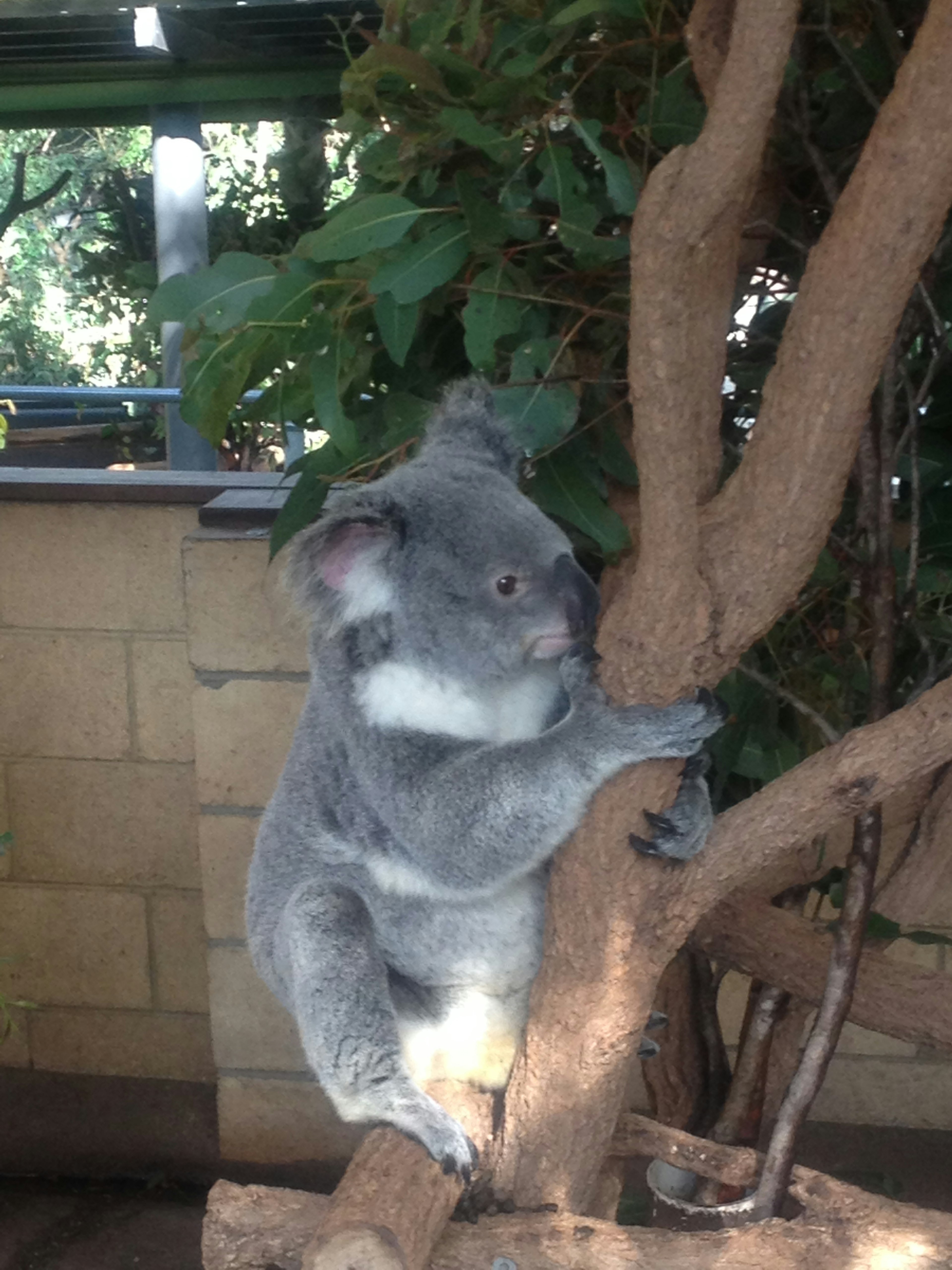 Seekor koala berpegang pada dahan pohon