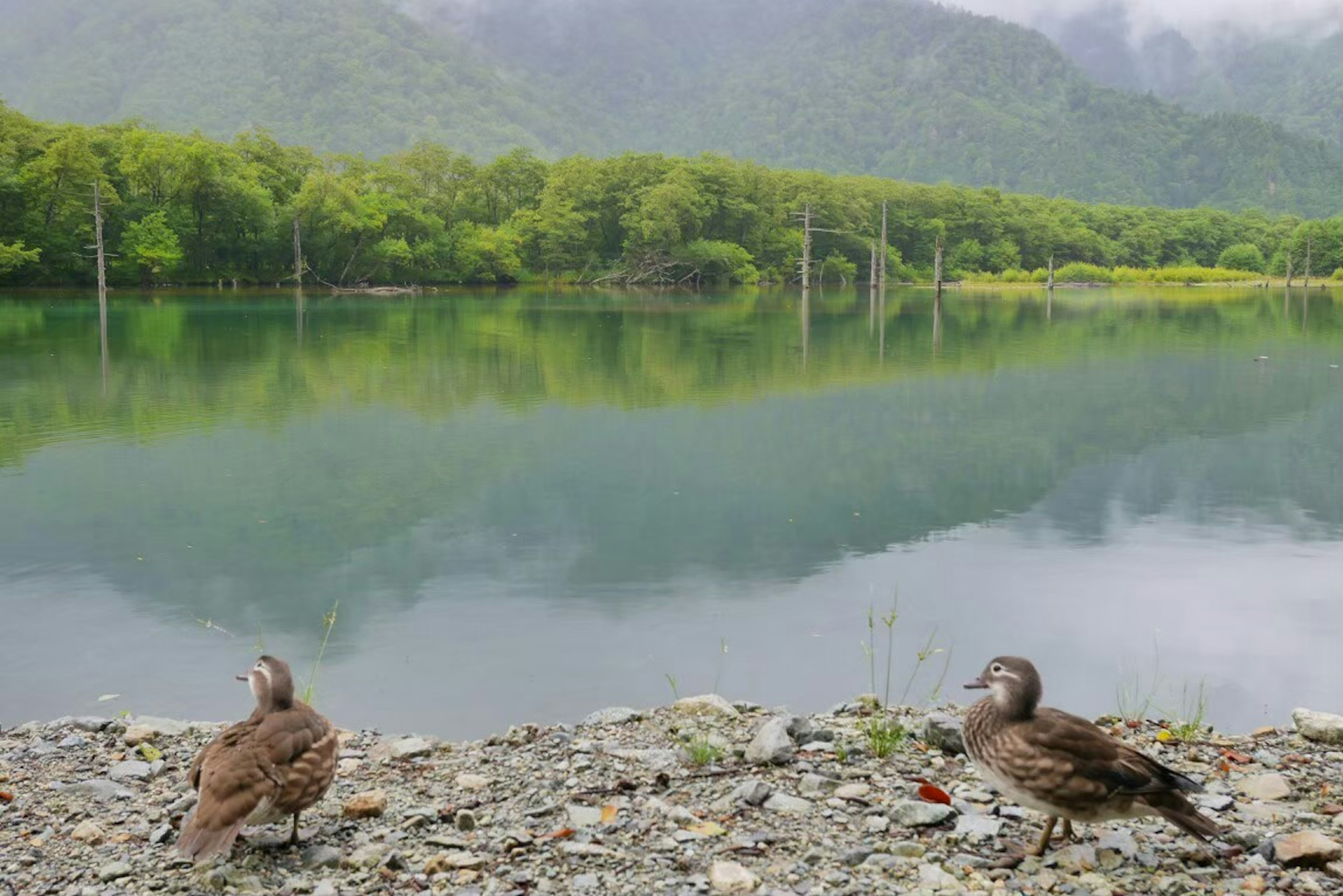 湖のほとりにいる二羽の水鳥と静かな水面の景色