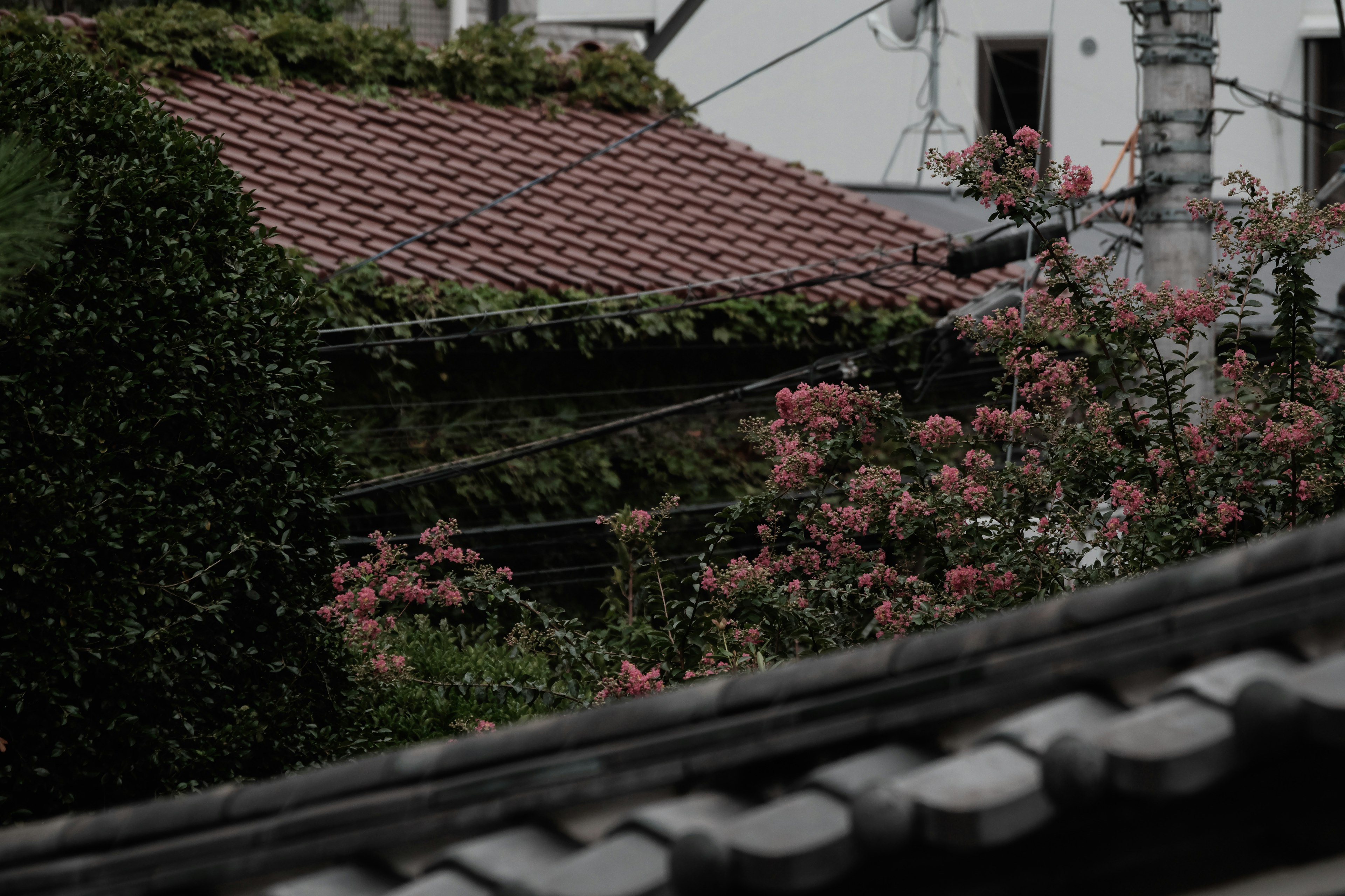 Landschaft mit einem Dach, grünen Pflanzen und blühenden rosa Blumen