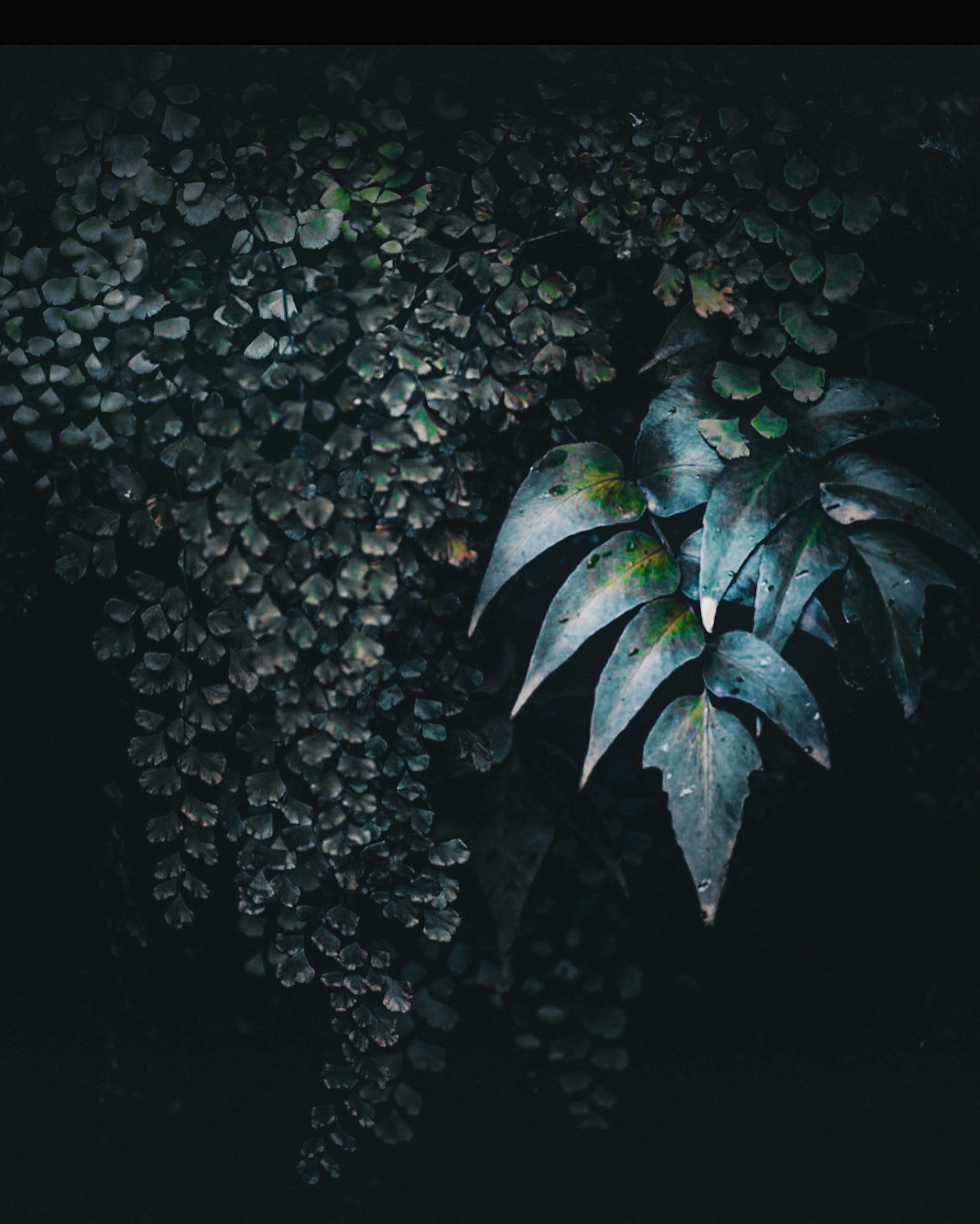 Imagen de plantas con hojas verdes y hojas redondas pequeñas sobre fondo oscuro