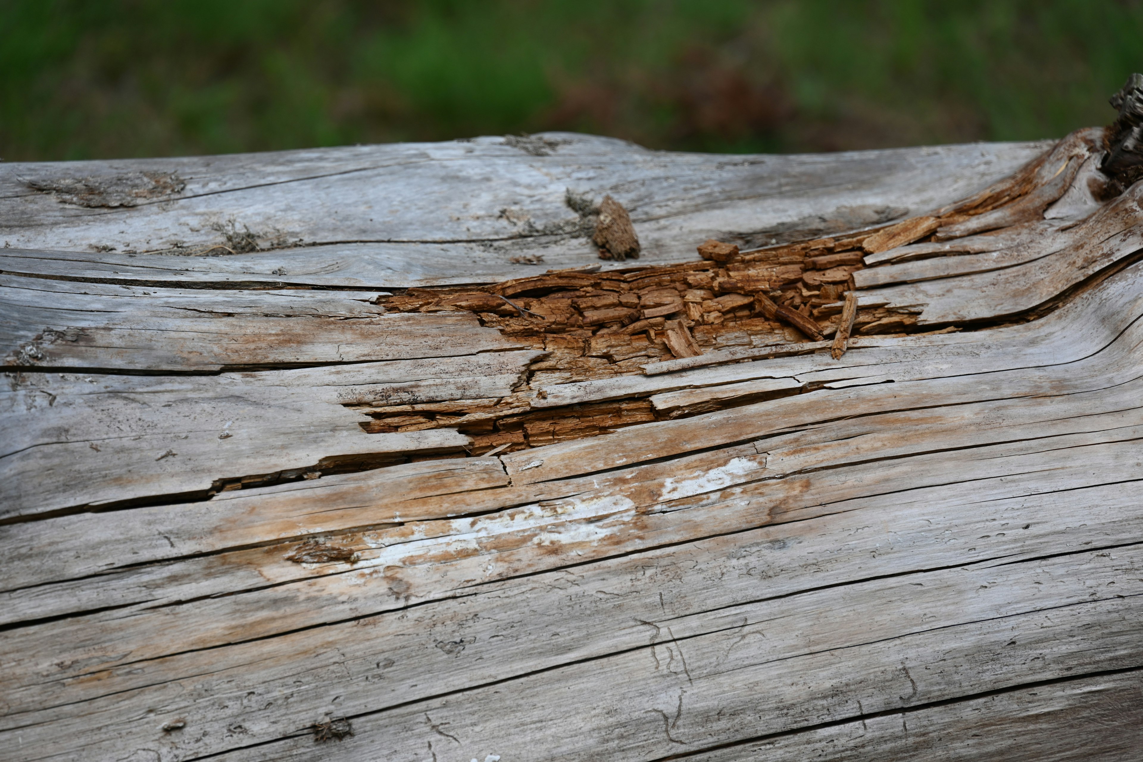 Close-up of a weathered log showing cracks and decay