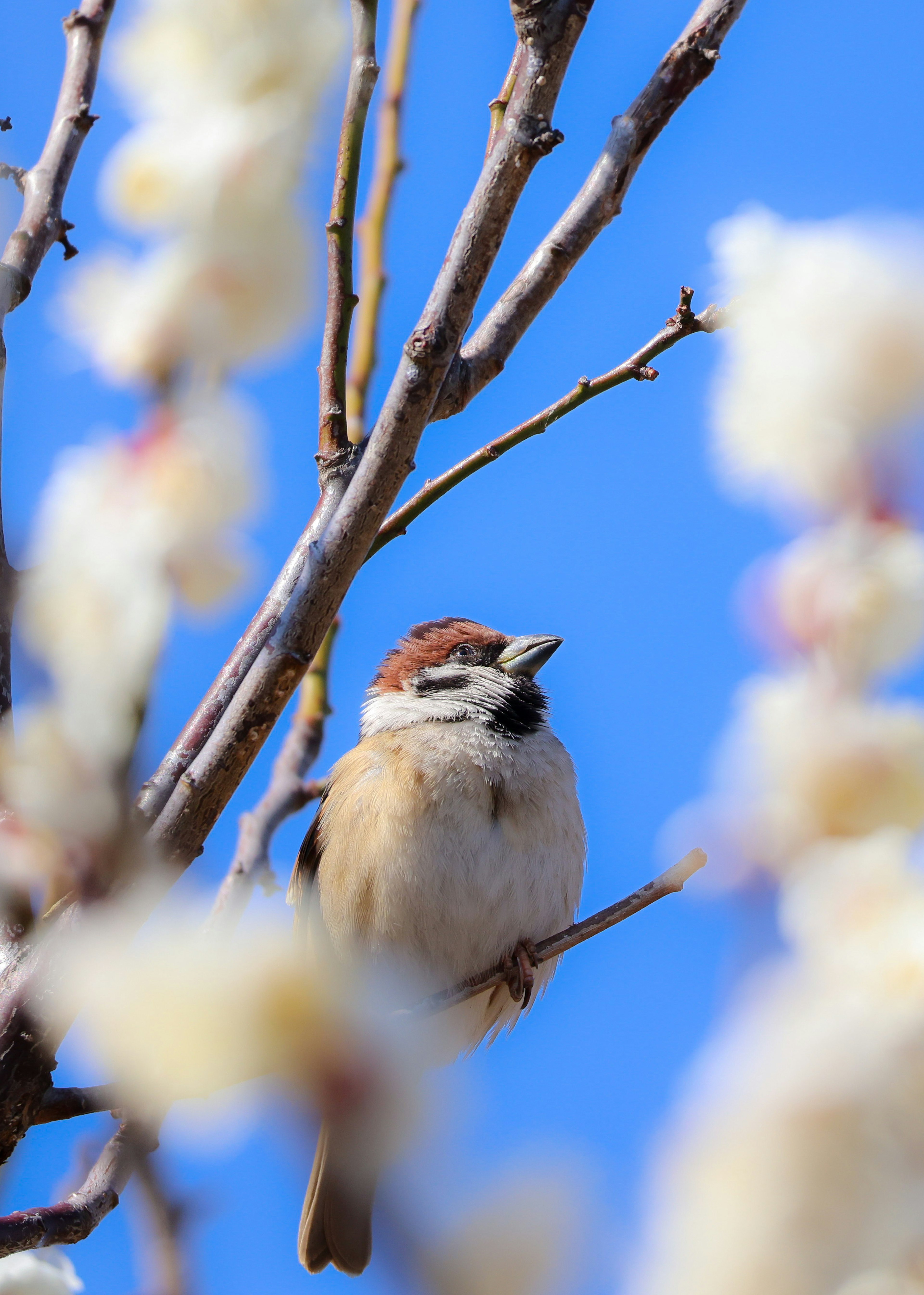 青空の下で梅の花の間に止まるスズメ