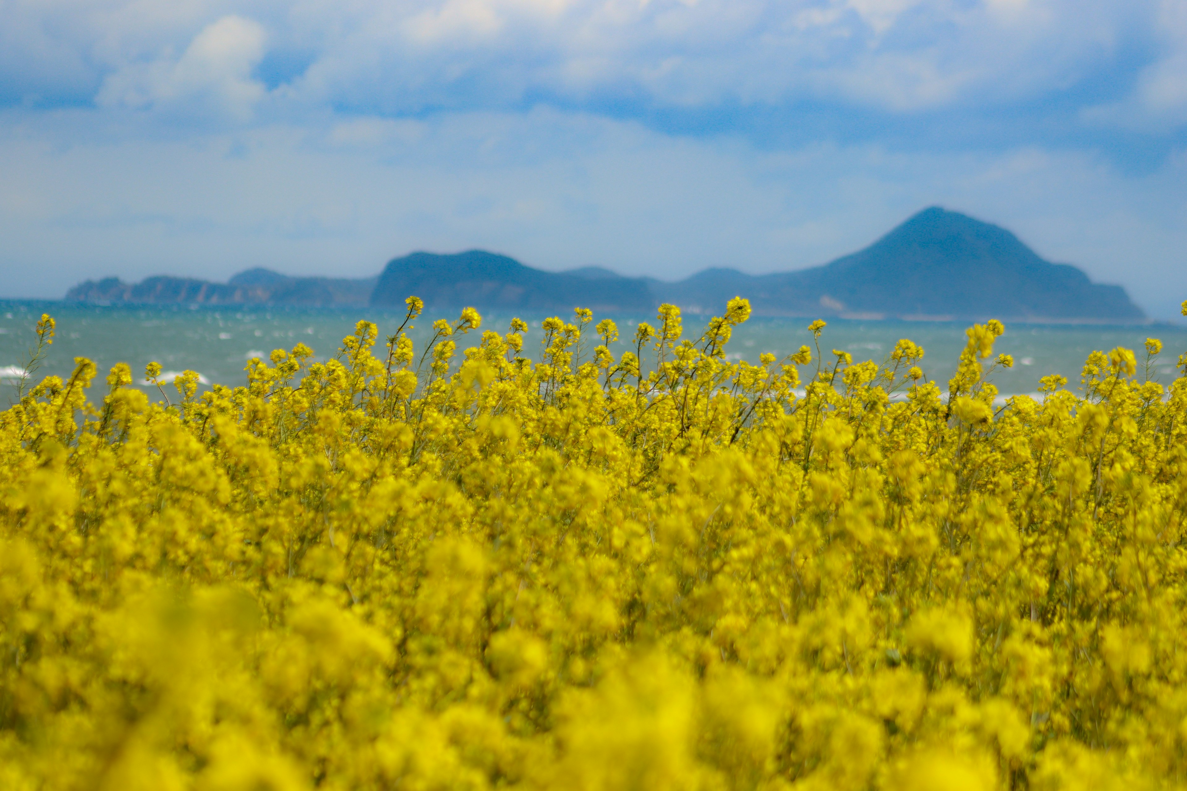 Campo di fiori di colza gialli con montagne in lontananza