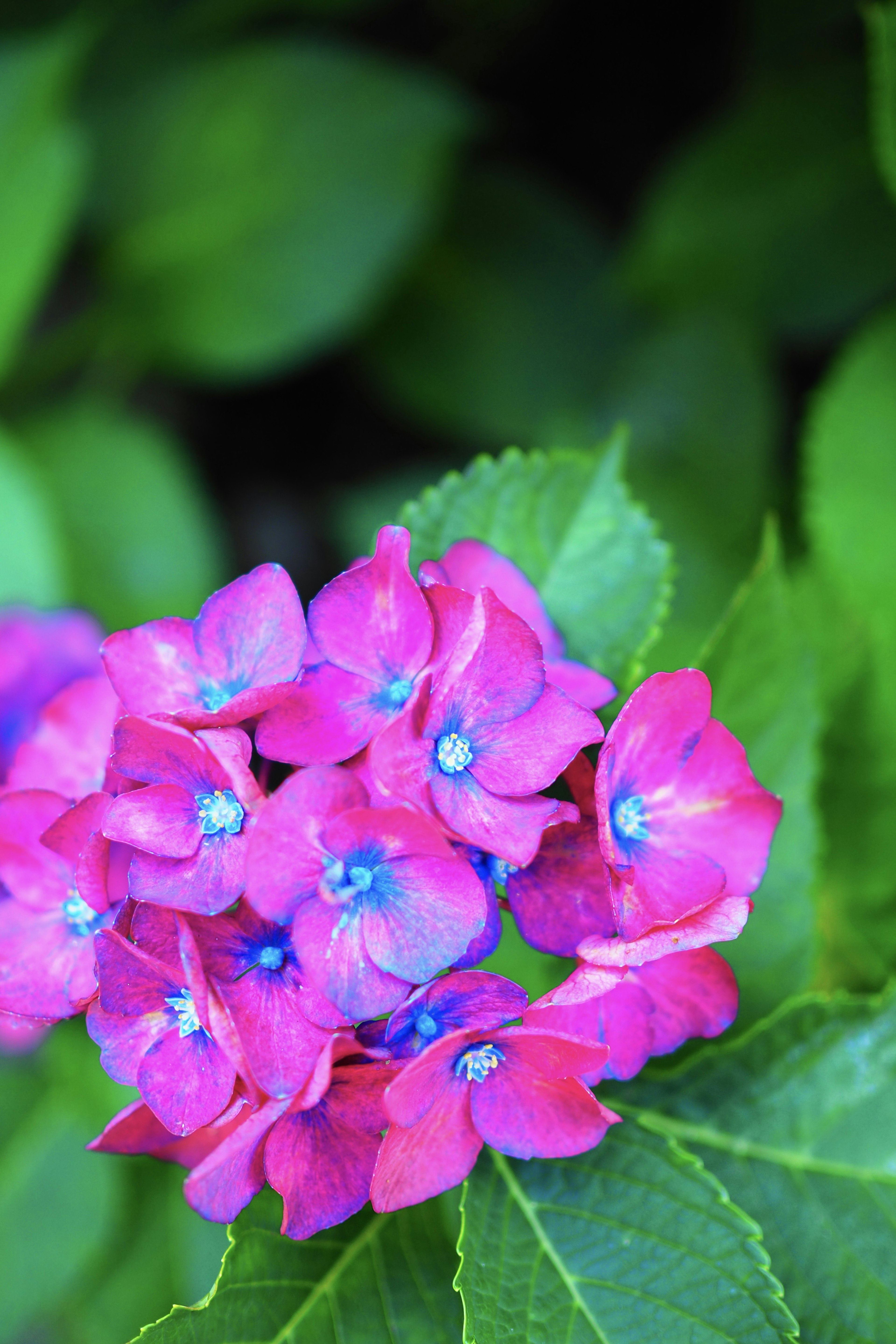 Vibrant pink hydrangea flowers with green leaves