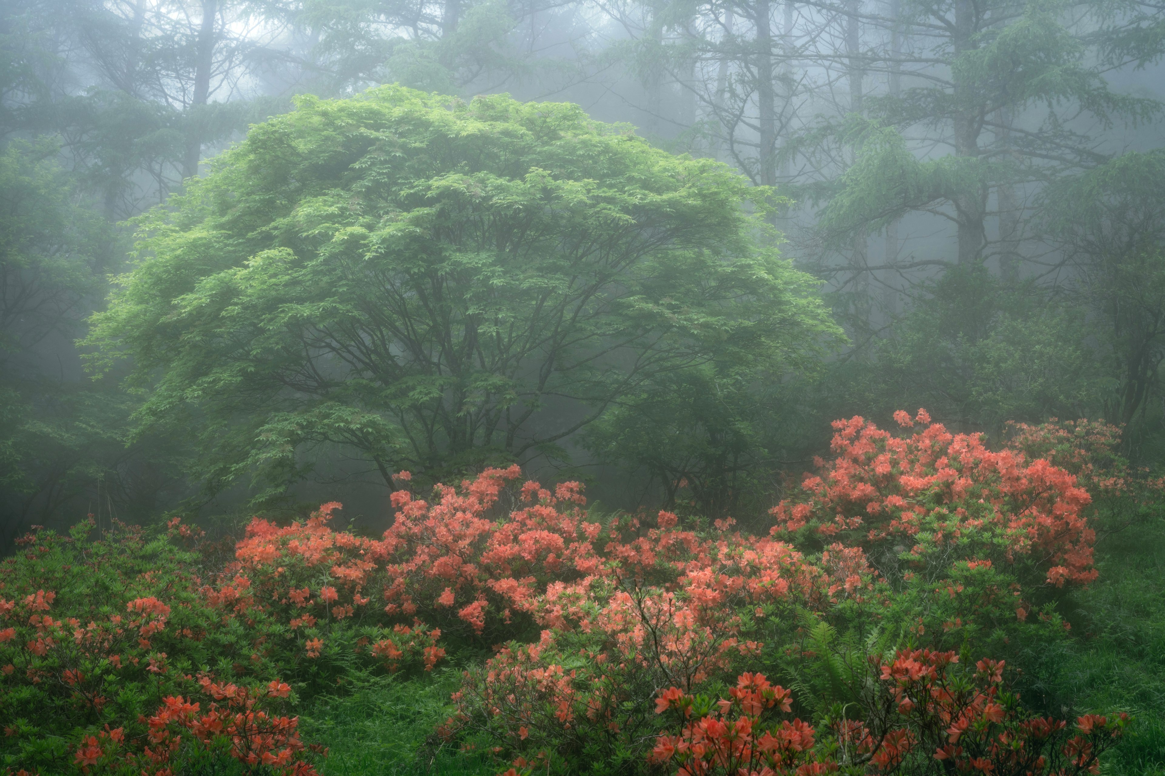 霧の中にある緑の木とオレンジの花の茂み