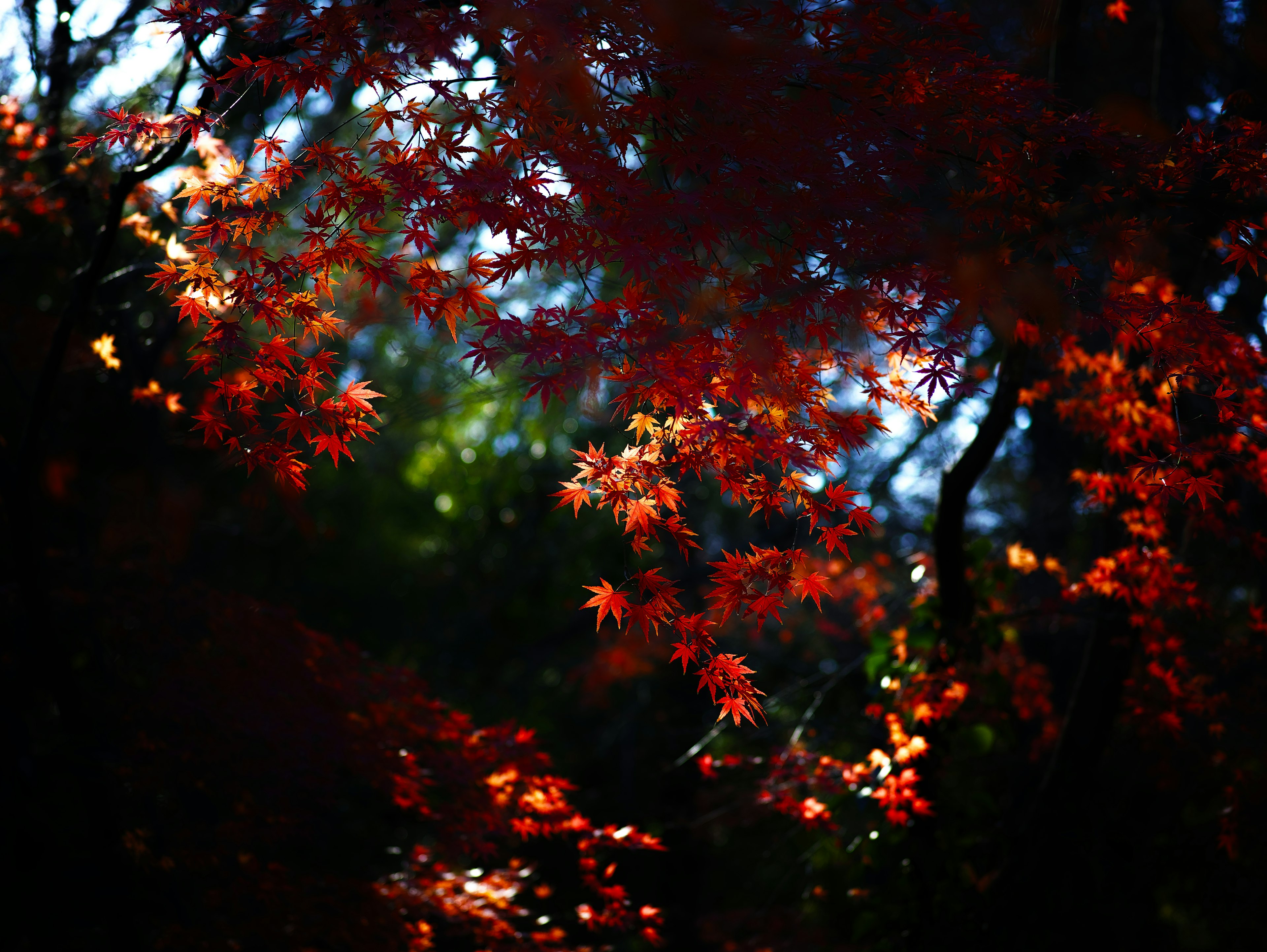 秋の紅葉した楓の葉が夕日を受けて輝く風景