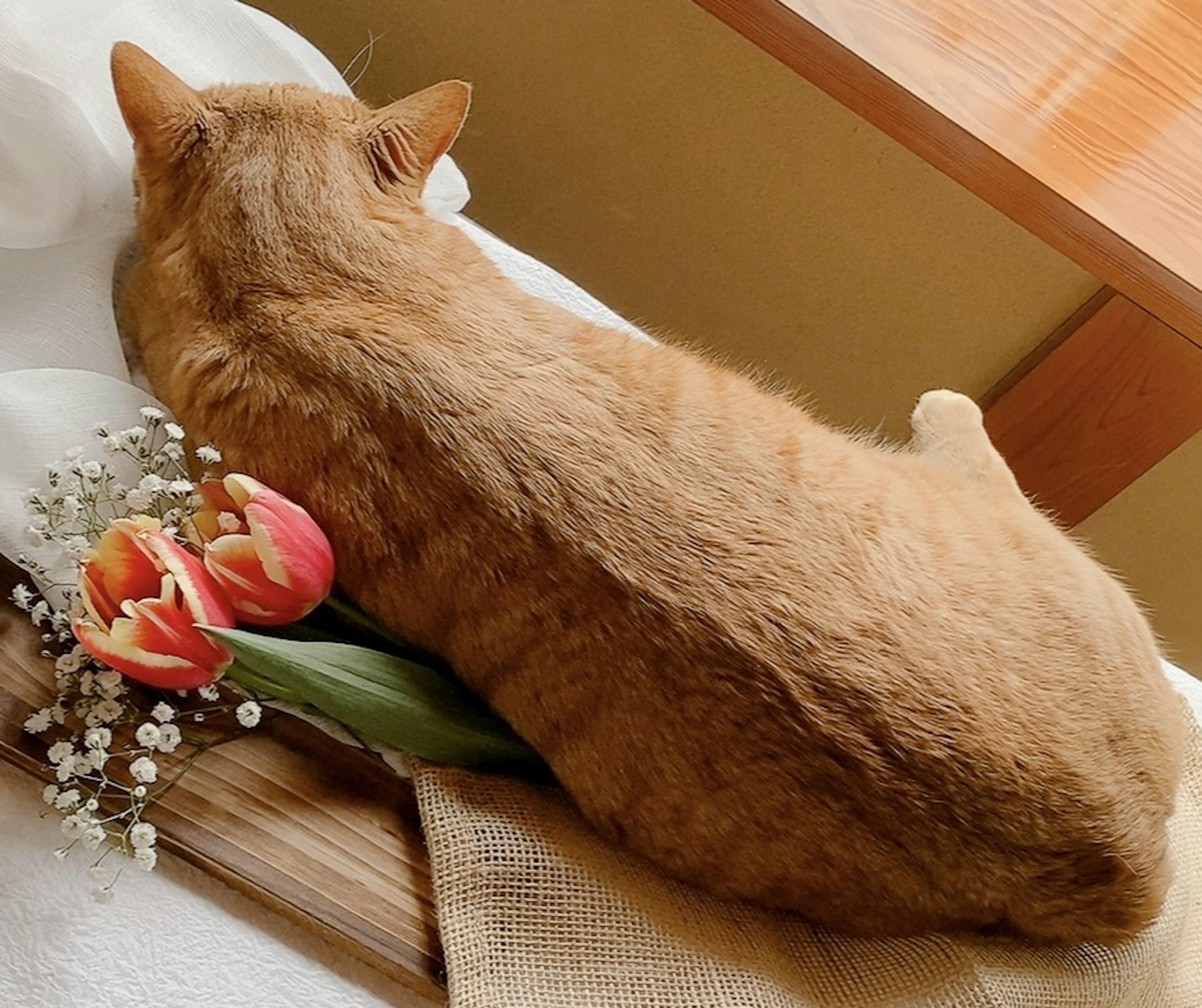 Seekor kucing oranye tidur di atas meja dikelilingi oleh tulip dan bunga kecil