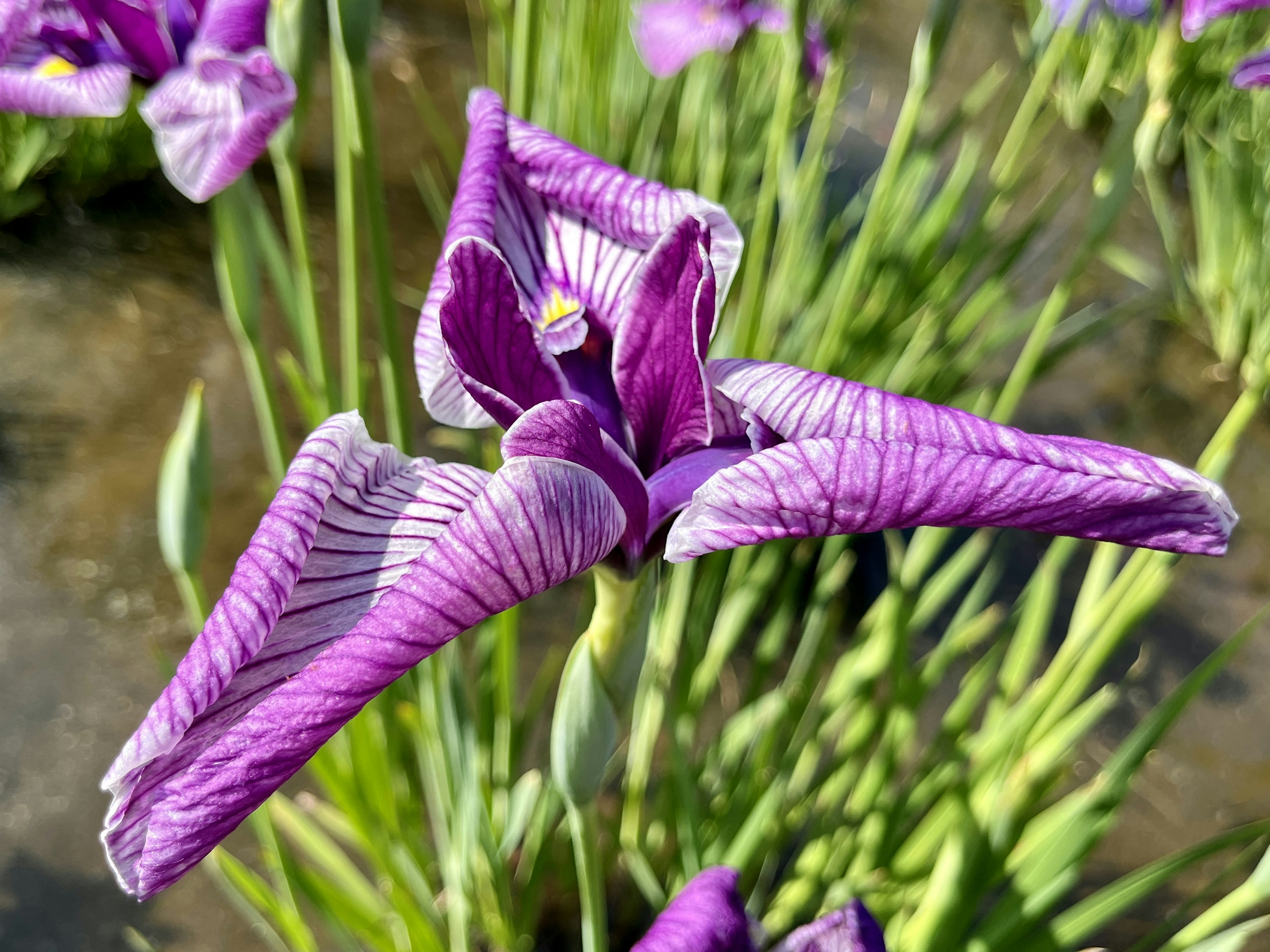 Primo piano di un fiore acquatico con petali viola