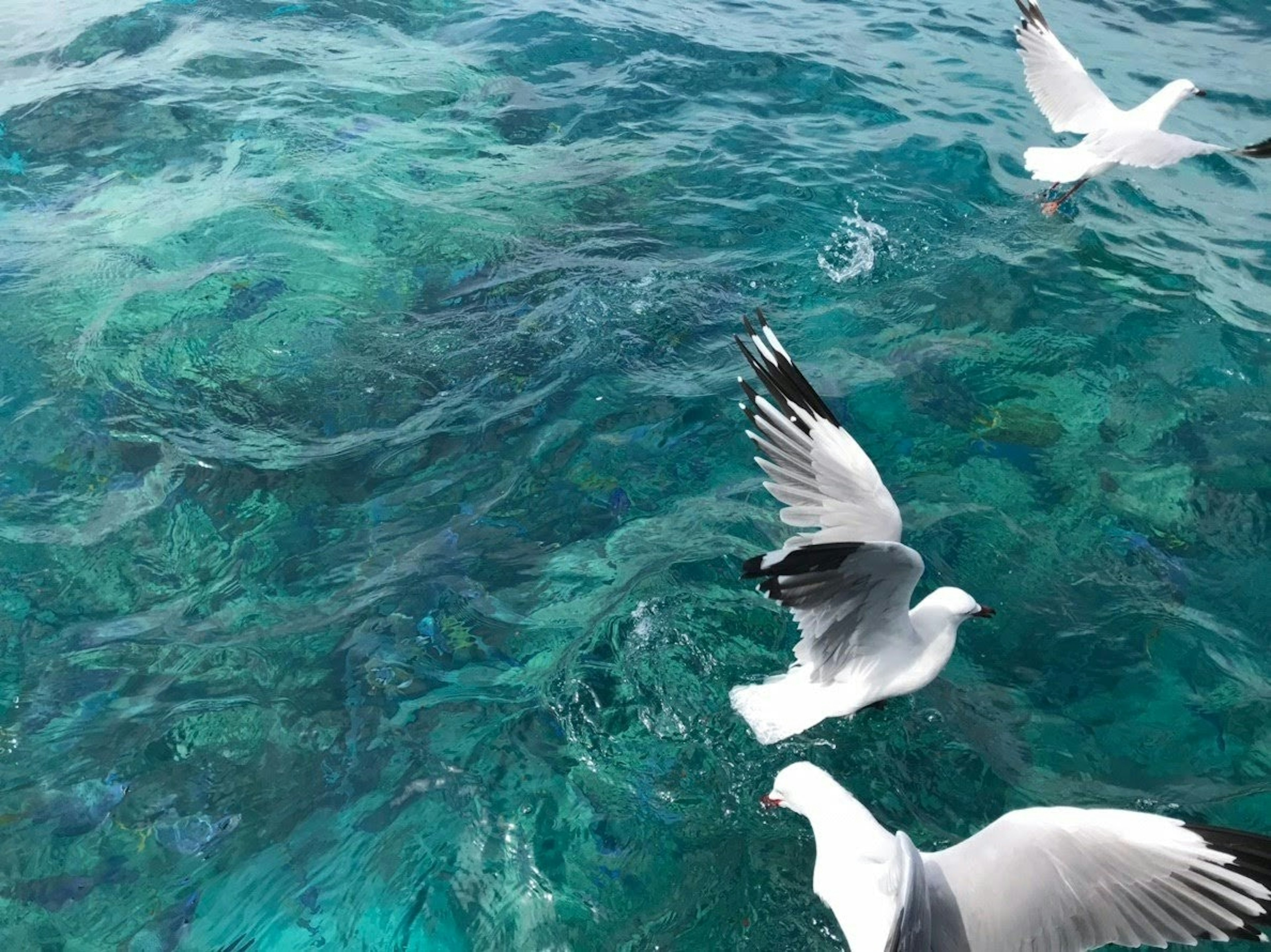 青い海の上を飛ぶカモメたちの群れ