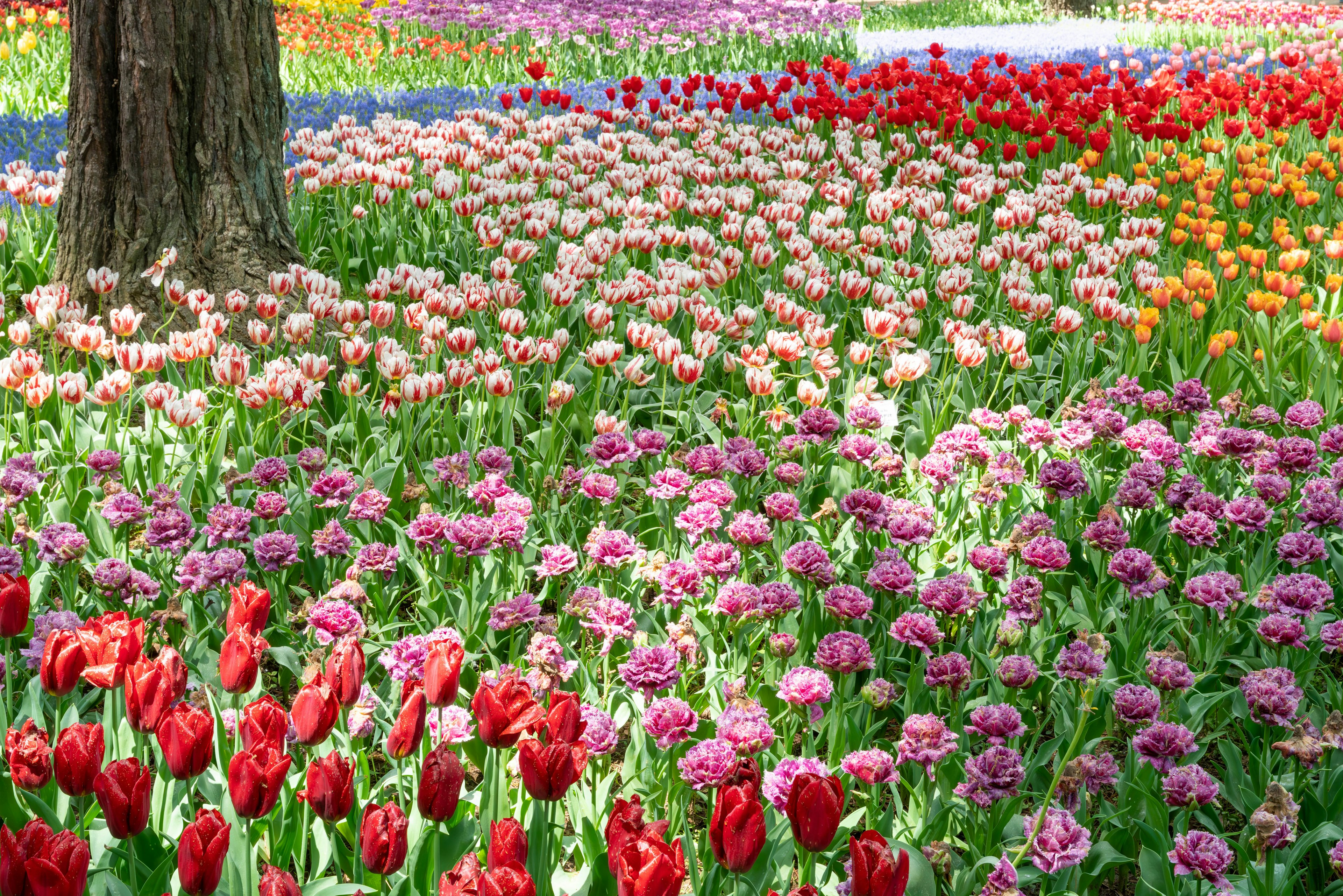 Khu vườn sống động đầy hoa tulip đỏ và hoa nhiều màu sắc