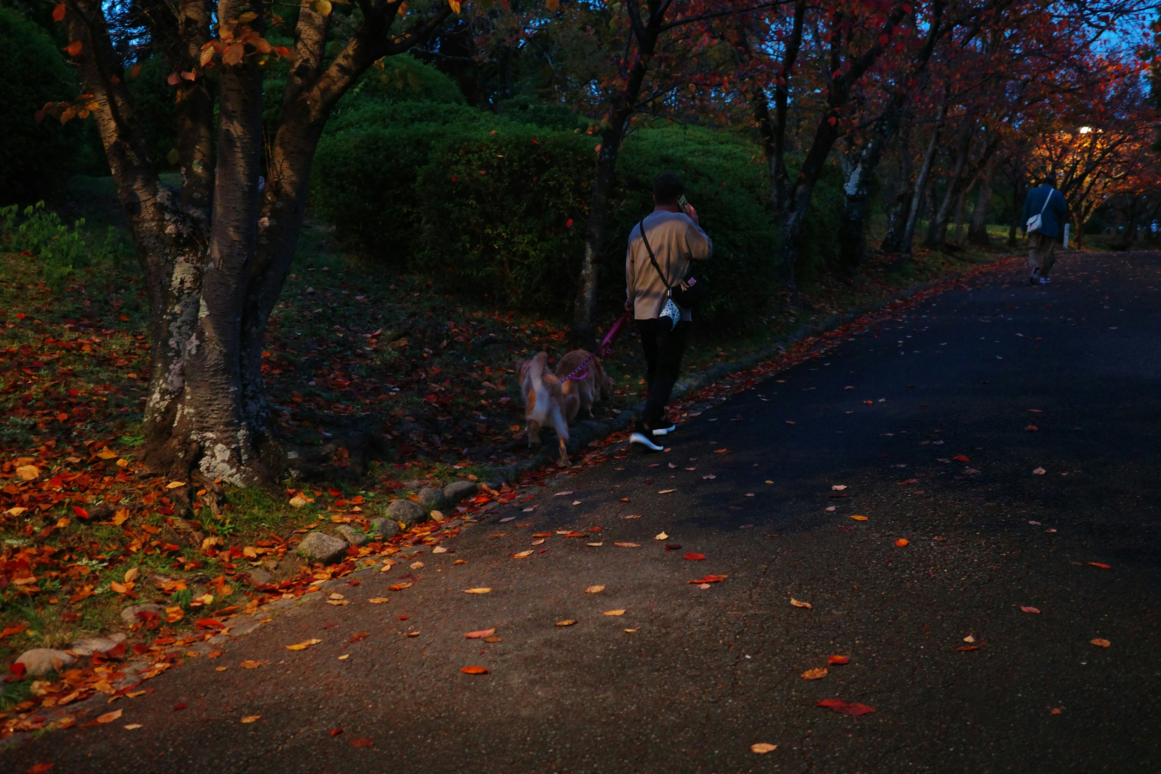 秋の公園で犬を散歩する人物と落ち葉