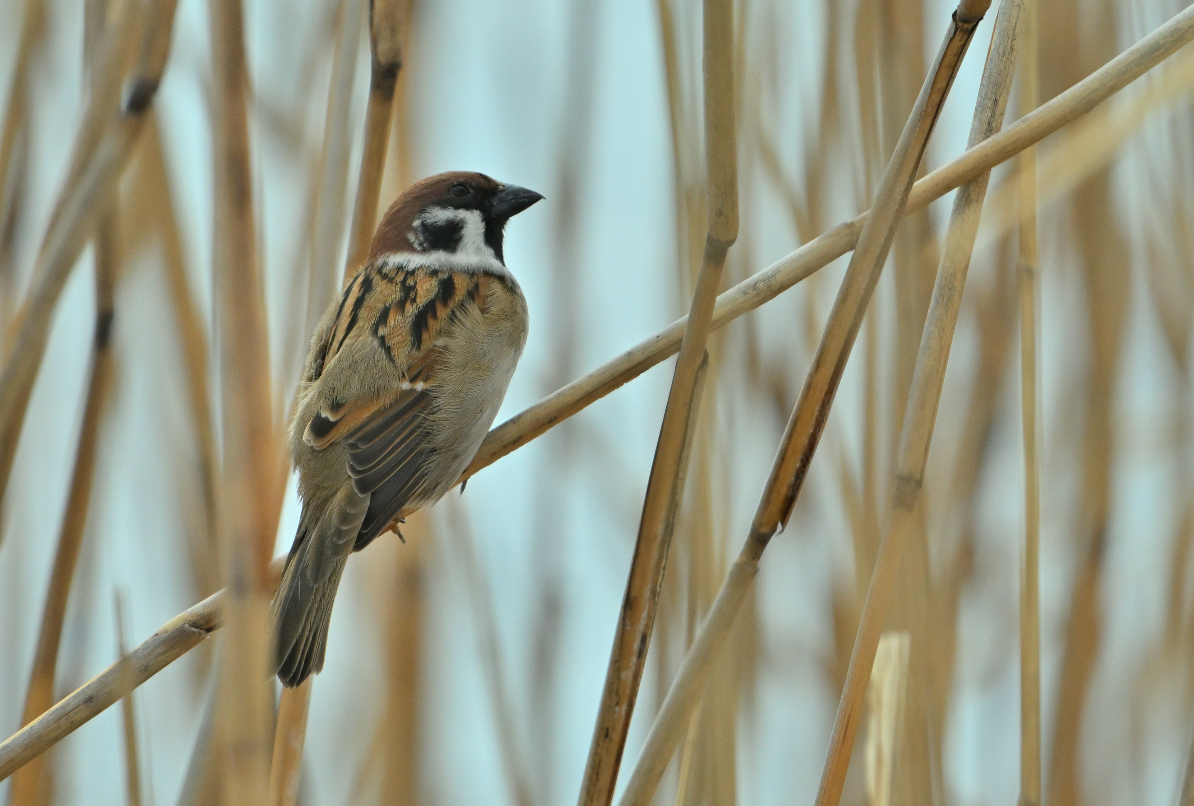 A sparrow perched on a dry reed stalk