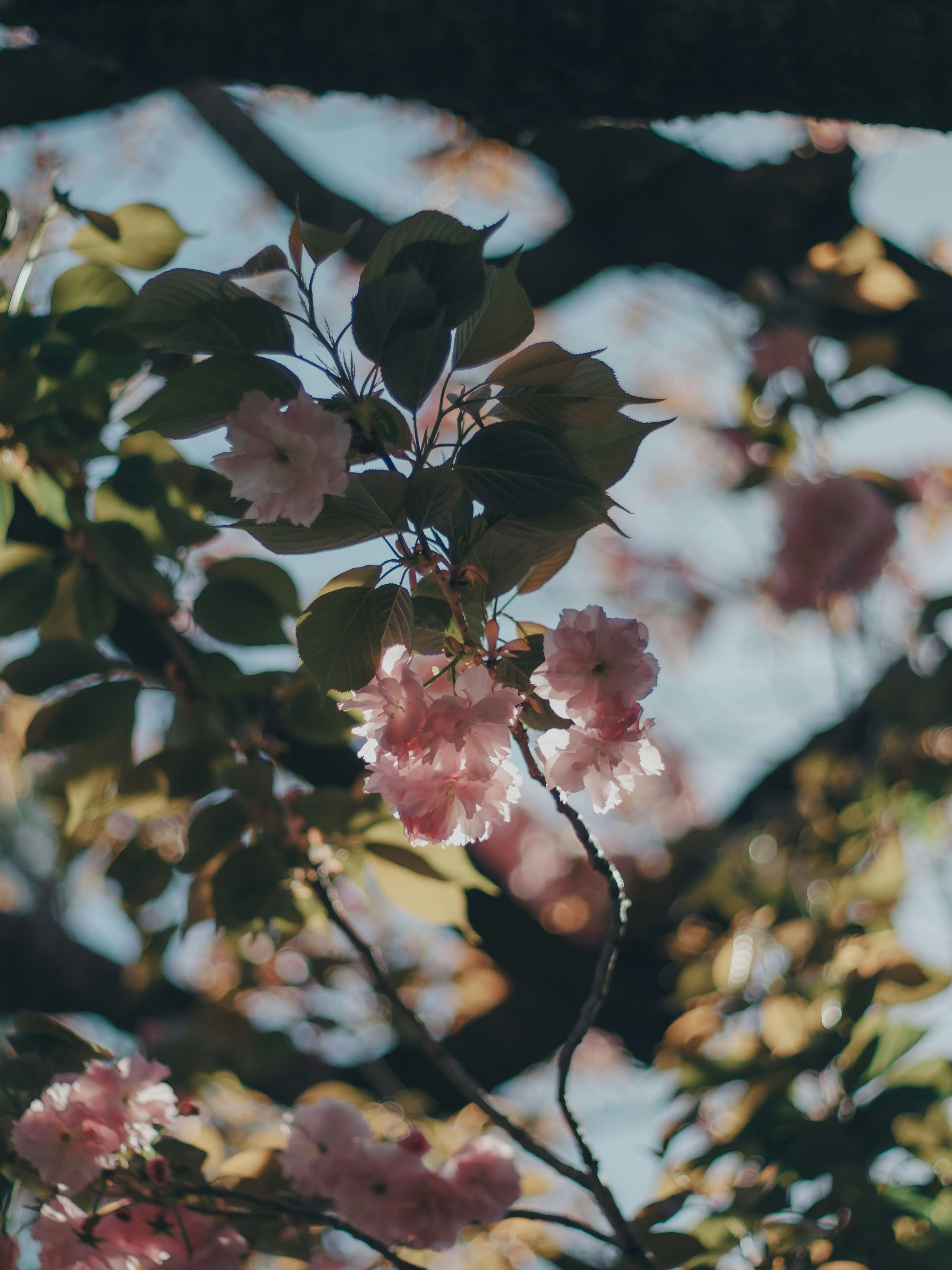 Belle scène de fleurs de cerisier et de feuilles vertes
