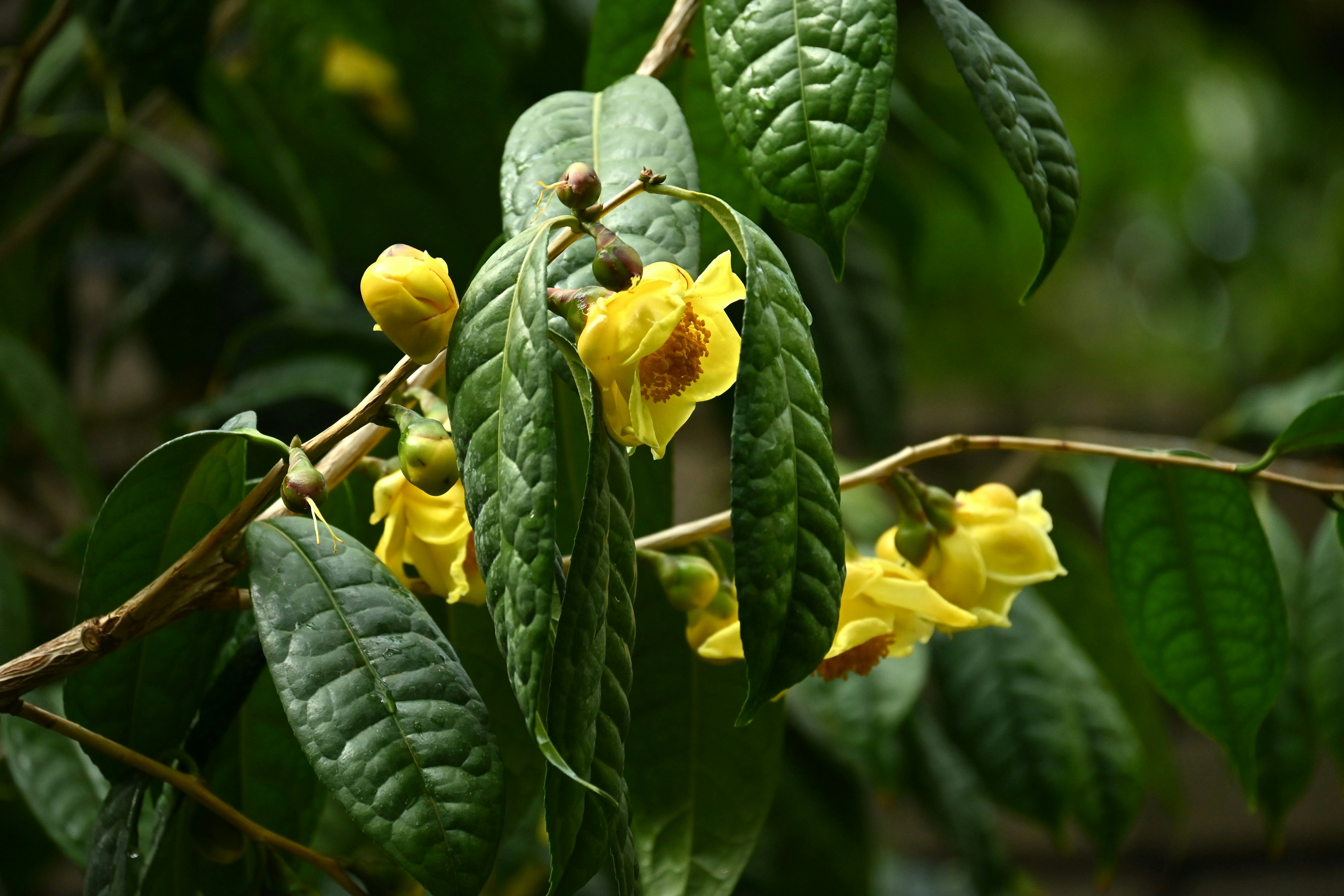 Gros plan d'une plante avec des fleurs jaunes et des feuilles vertes