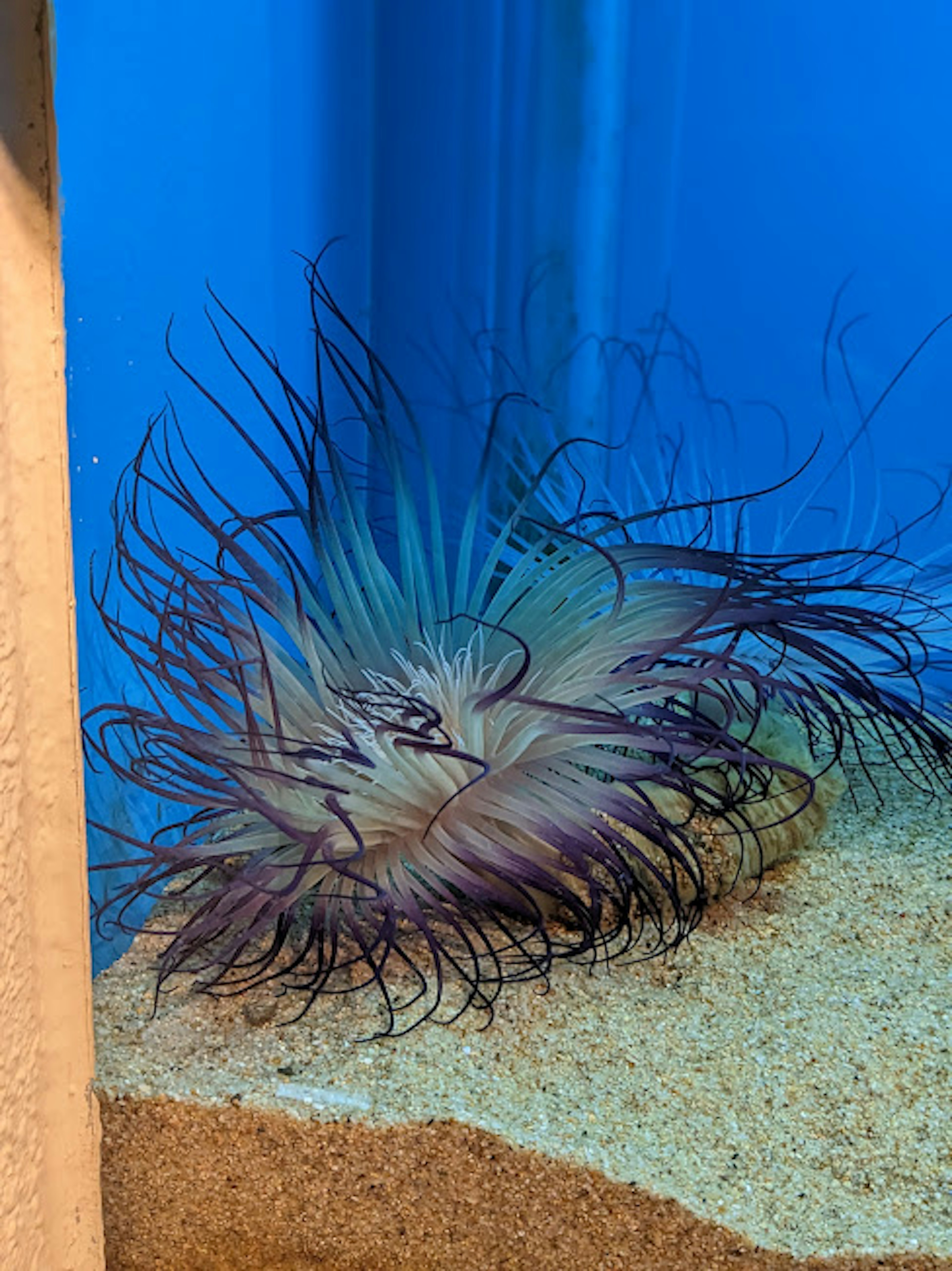 Bella anemone di mare in un acquario con sfondo blu