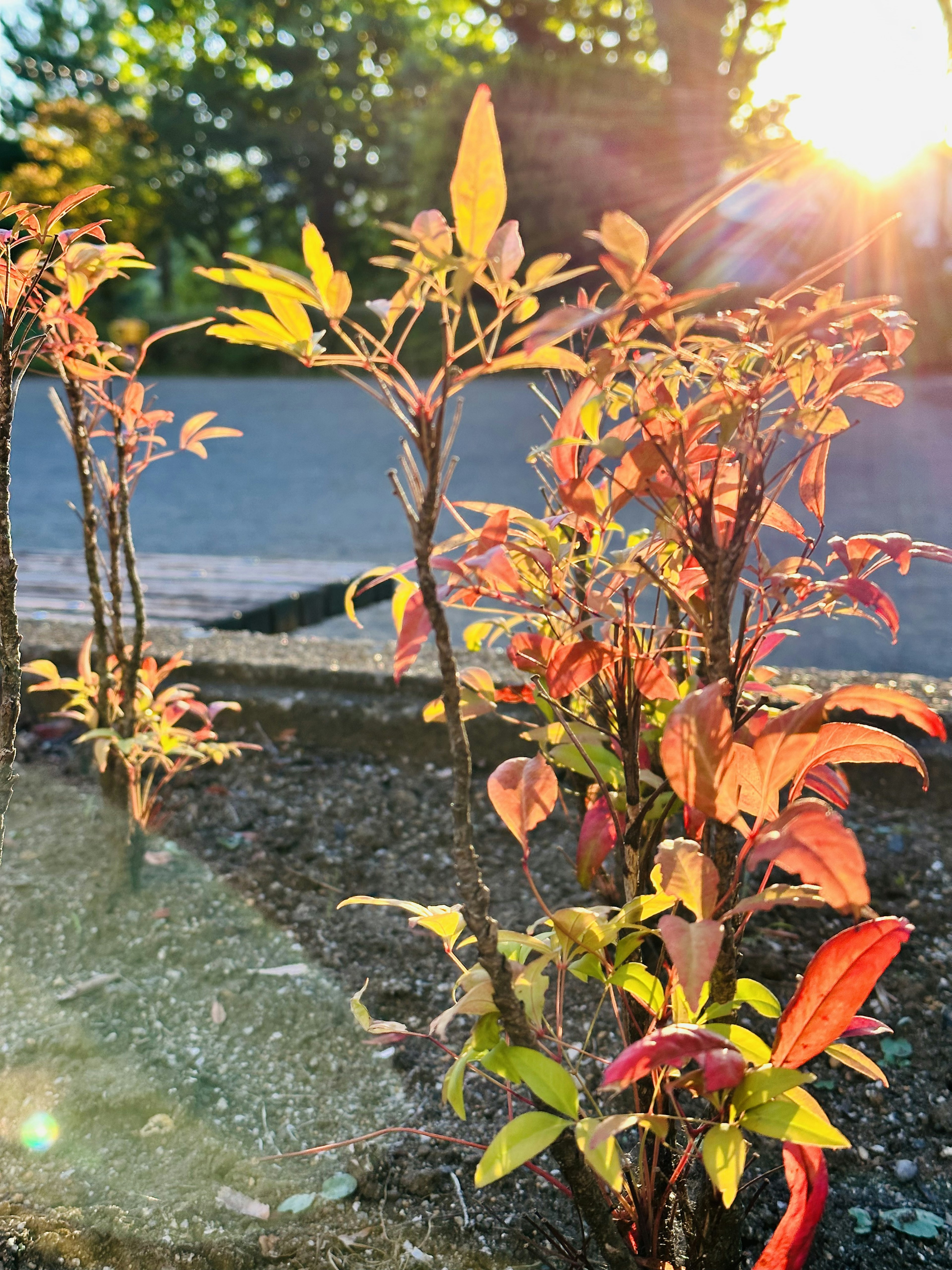 夕日を背景にした鮮やかな葉の植物群