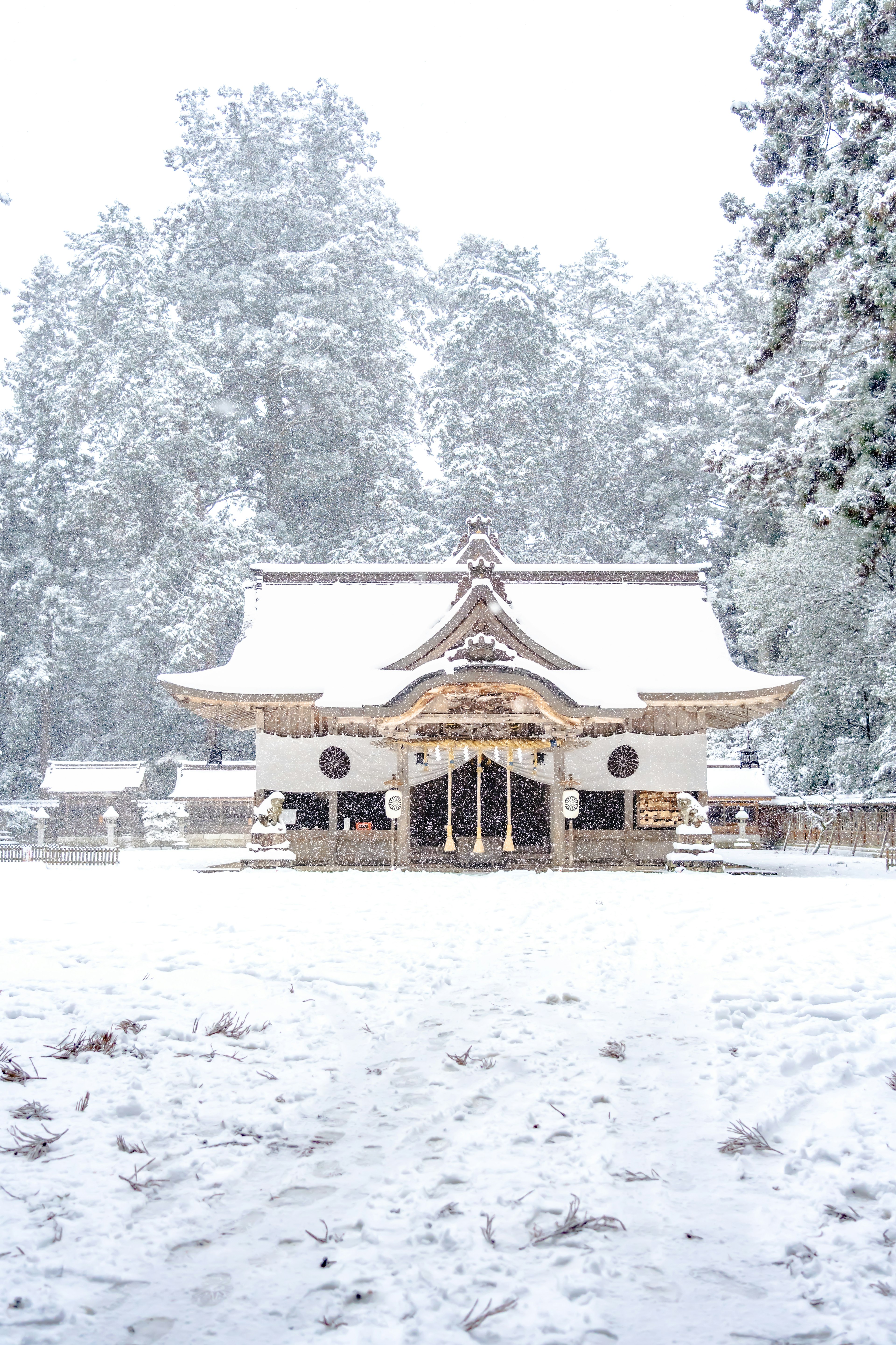 被雪覆蓋的神社美麗景色，周圍高大的樹木營造出寧靜的氛圍