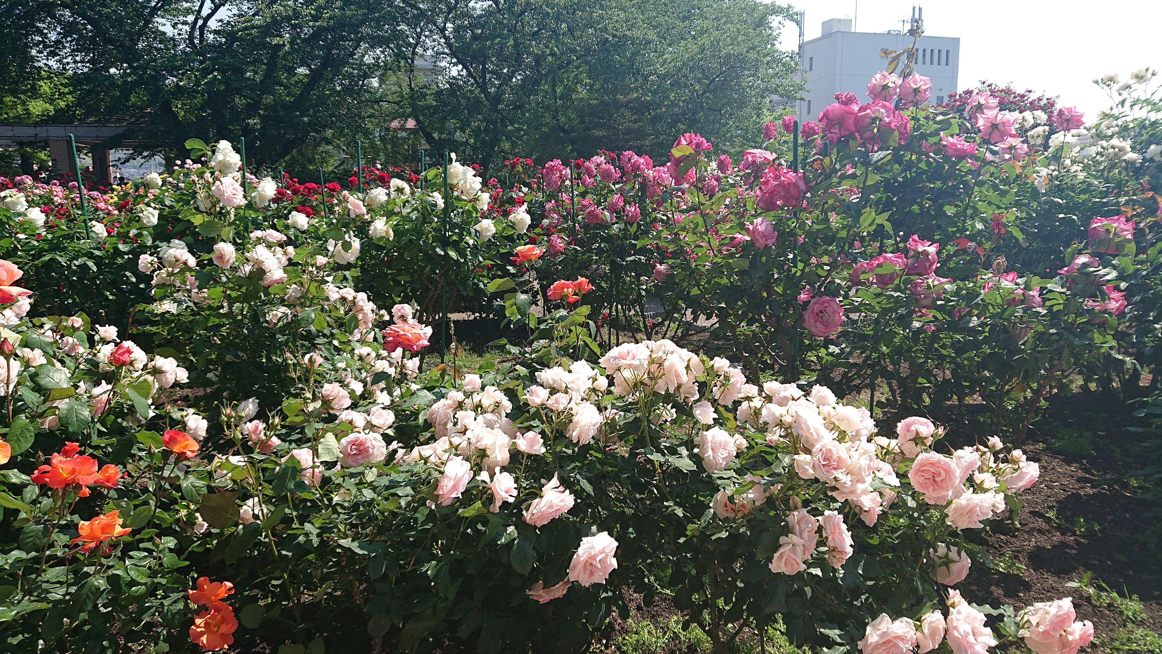 一處花園場景，盛開著各種色彩鮮豔的玫瑰