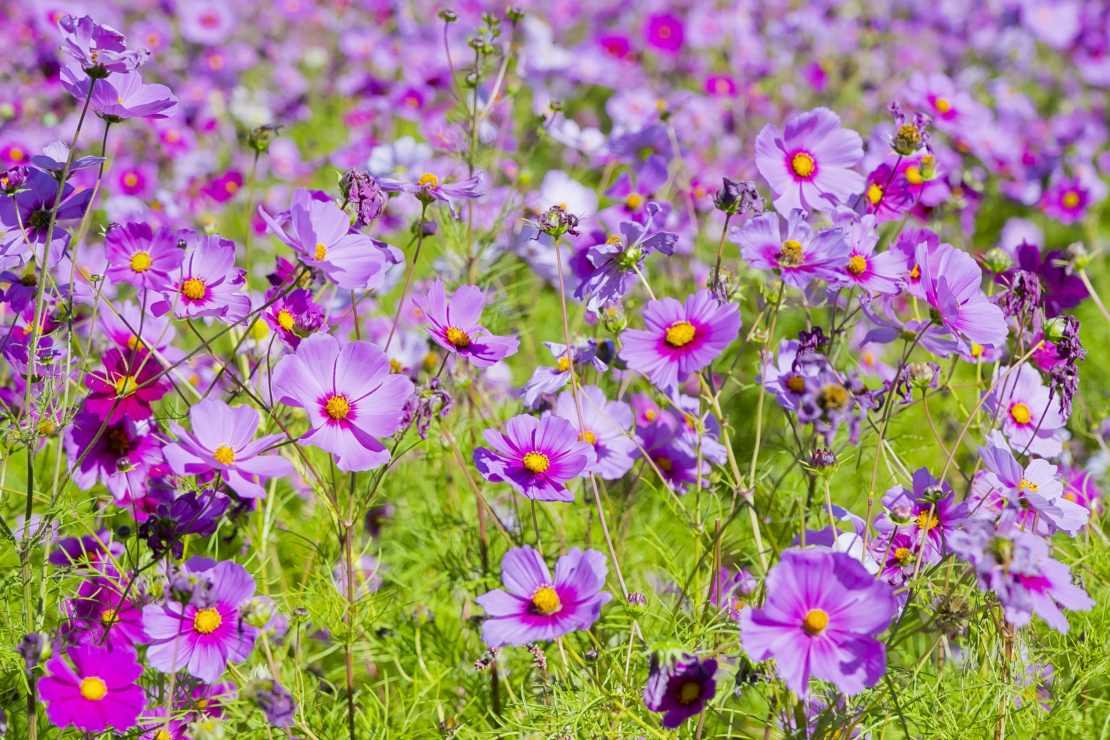 Un paysage magnifique rempli de fleurs violettes en fleurs