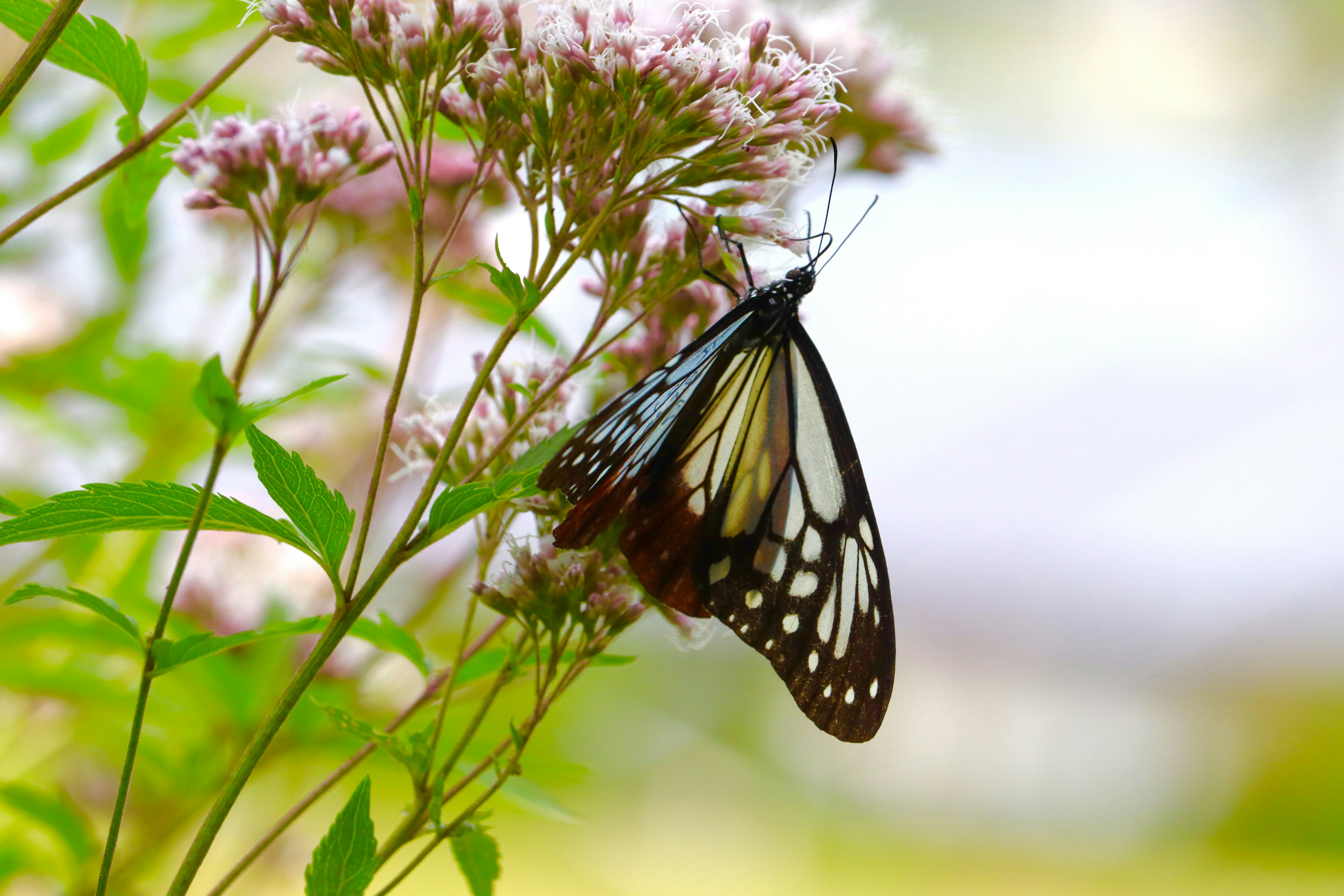 A beautiful butterfly resting on pink flowers in a natural setting