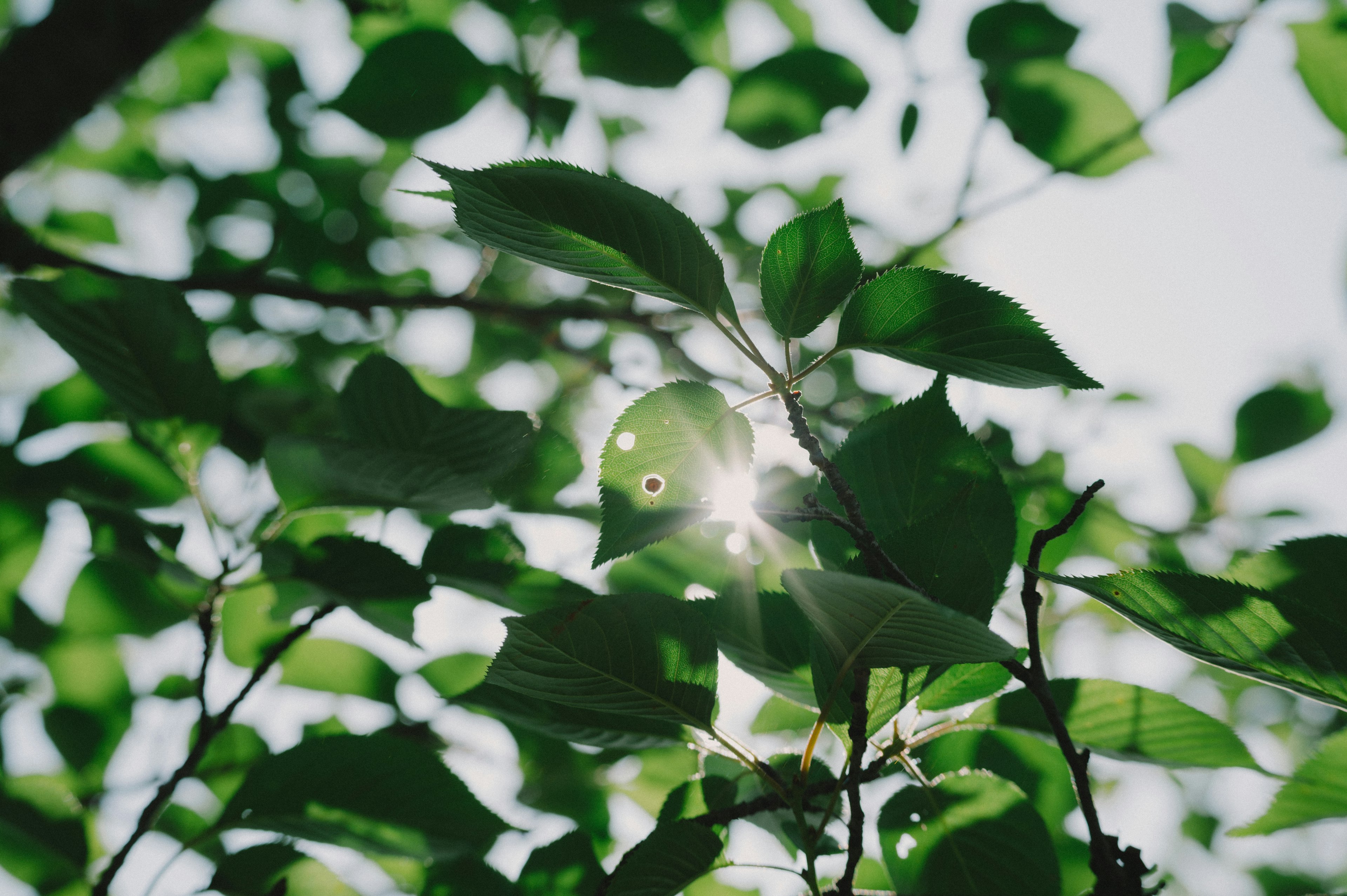 Lumière du soleil filtrant à travers des feuilles vertes