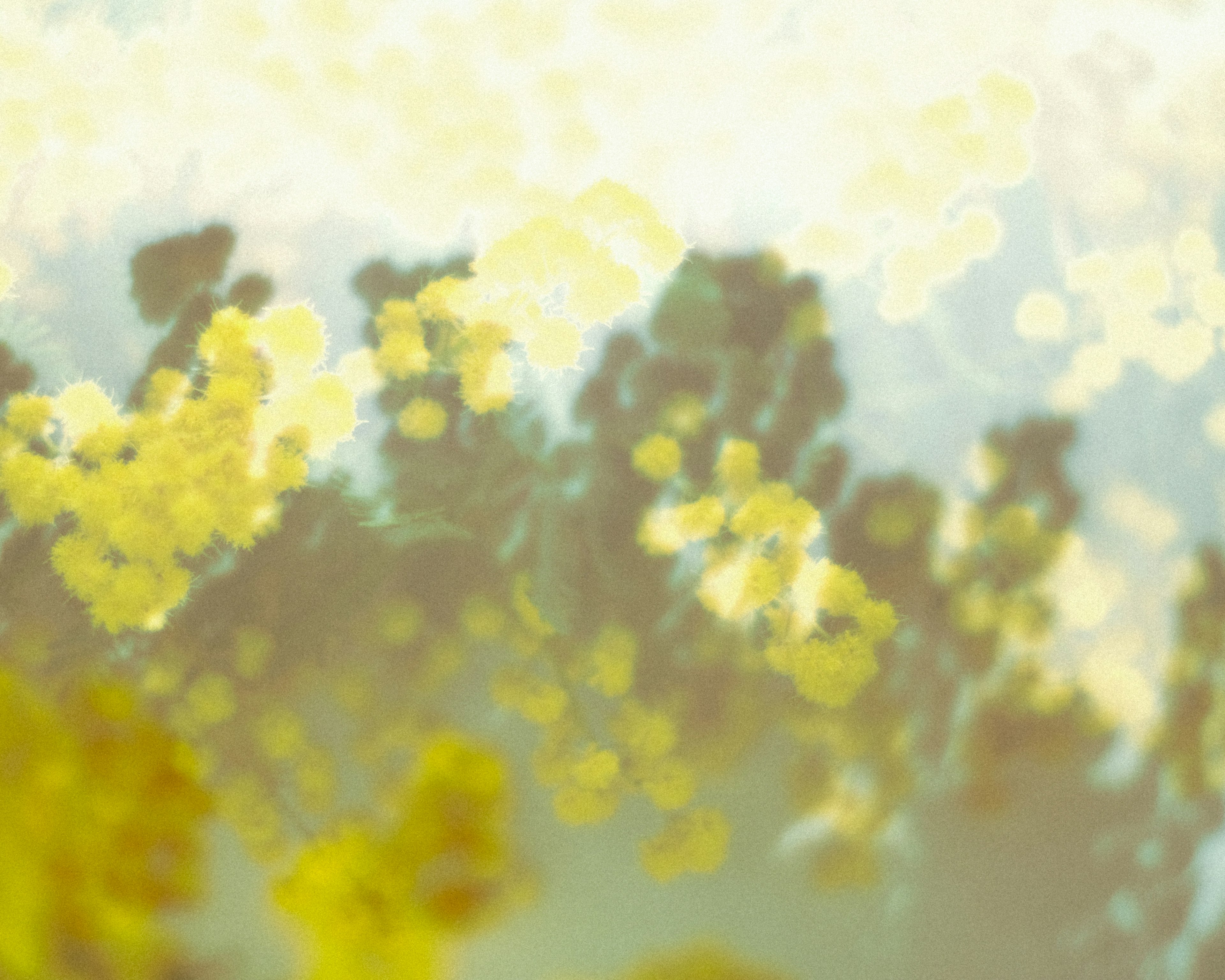 Abstract image with blurred background of yellow flowers and plants