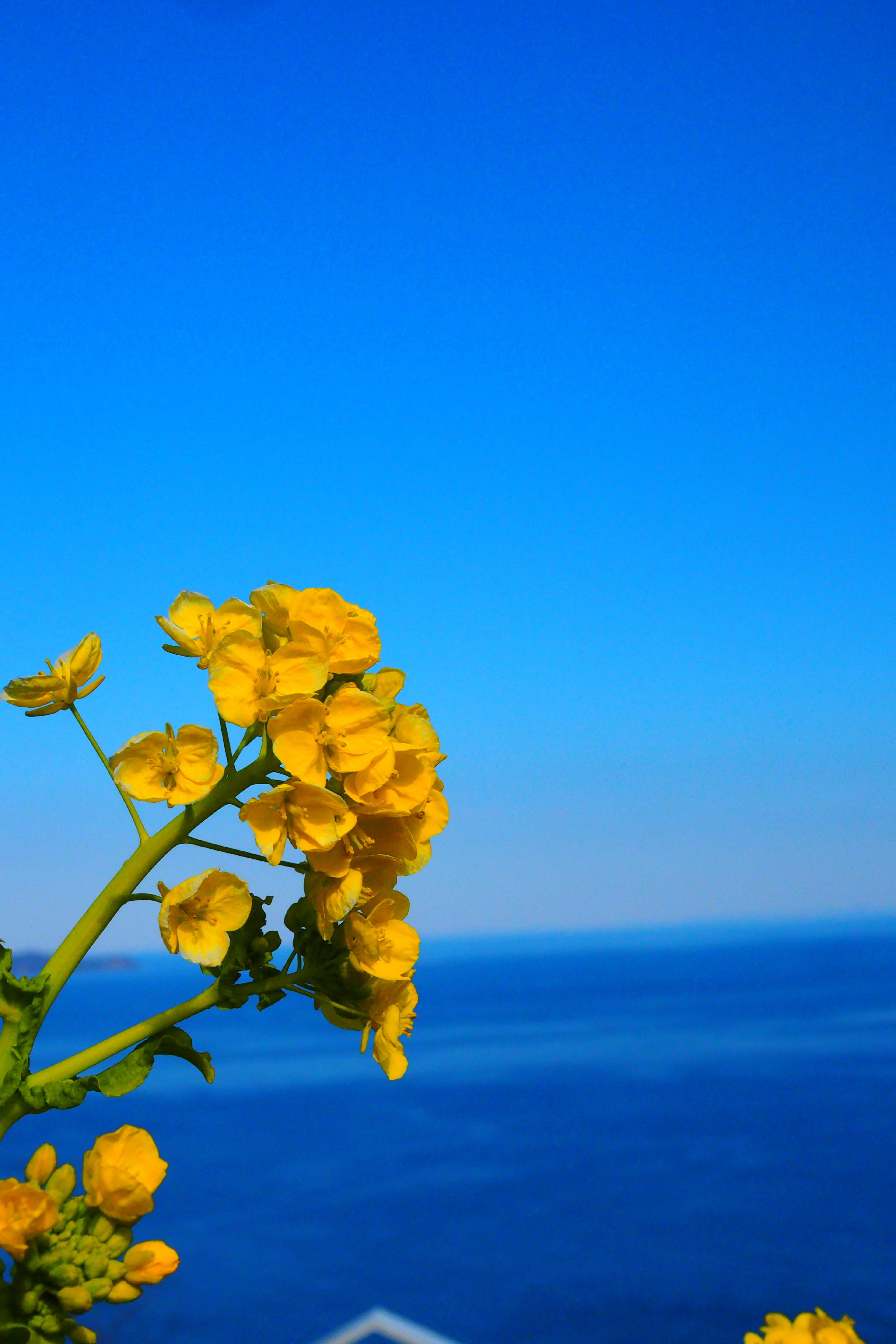 Nahaufnahme von gelben Blumen vor blauem Himmel und Meer