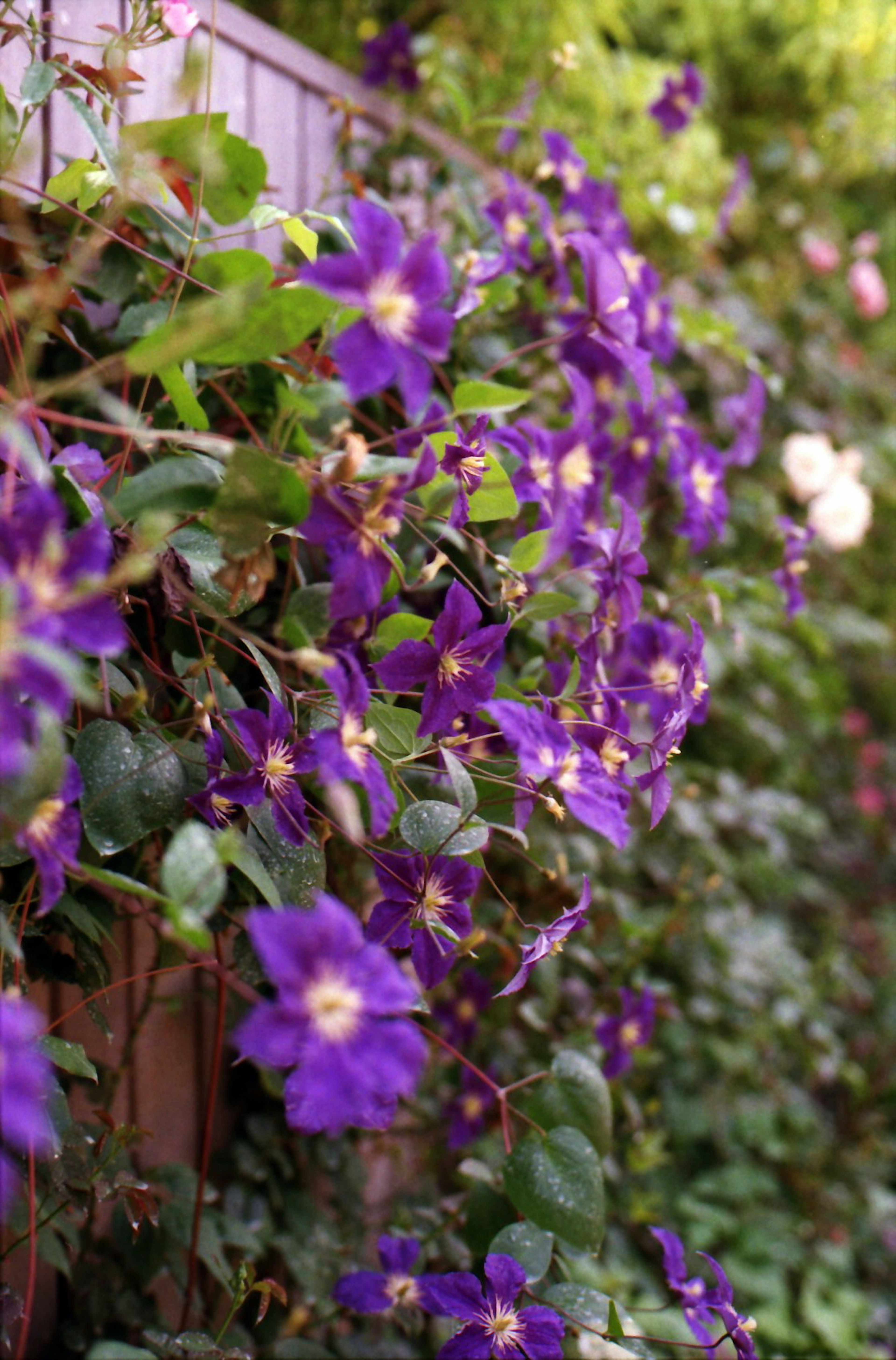 Fiori viola vivaci che scendono su una recinzione da giardino