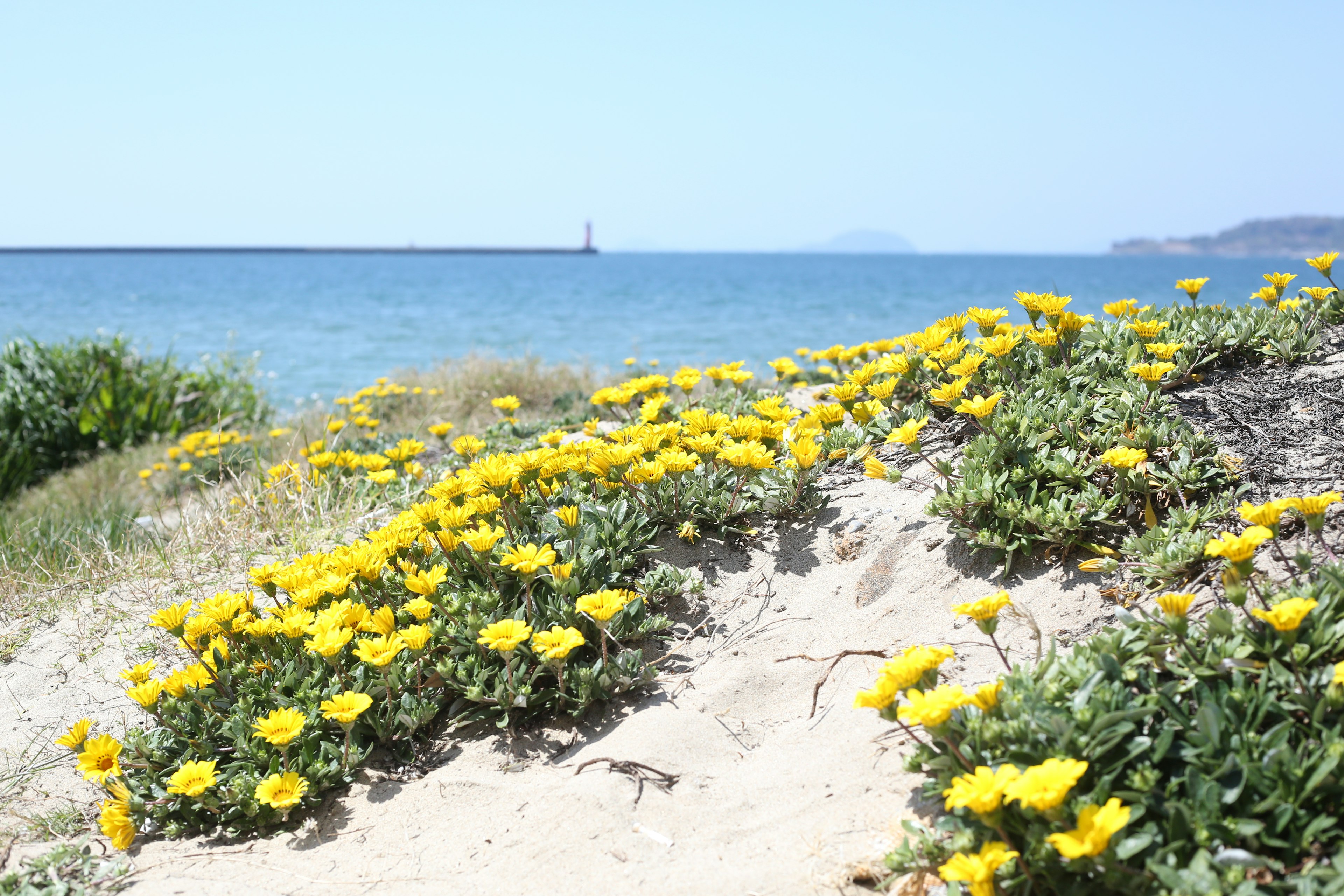 海岸に咲く黄色い花が広がる風景と青い海が広がる