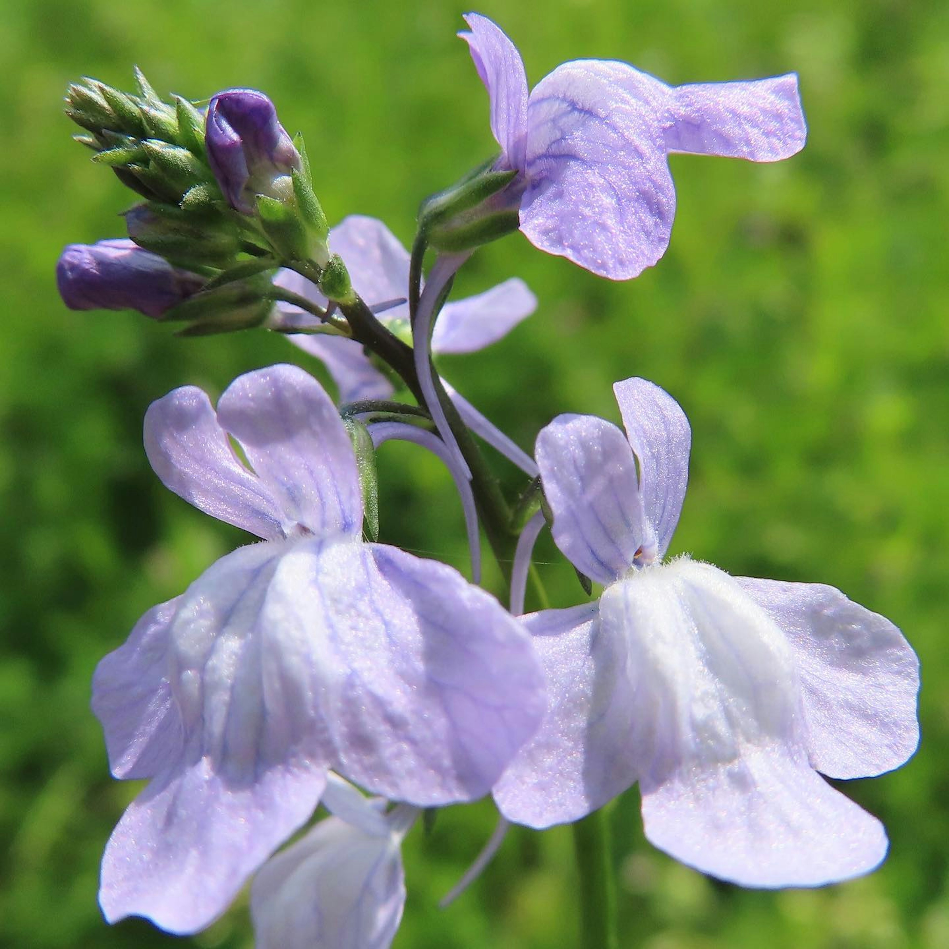 Primer plano de una planta con flores moradas claras