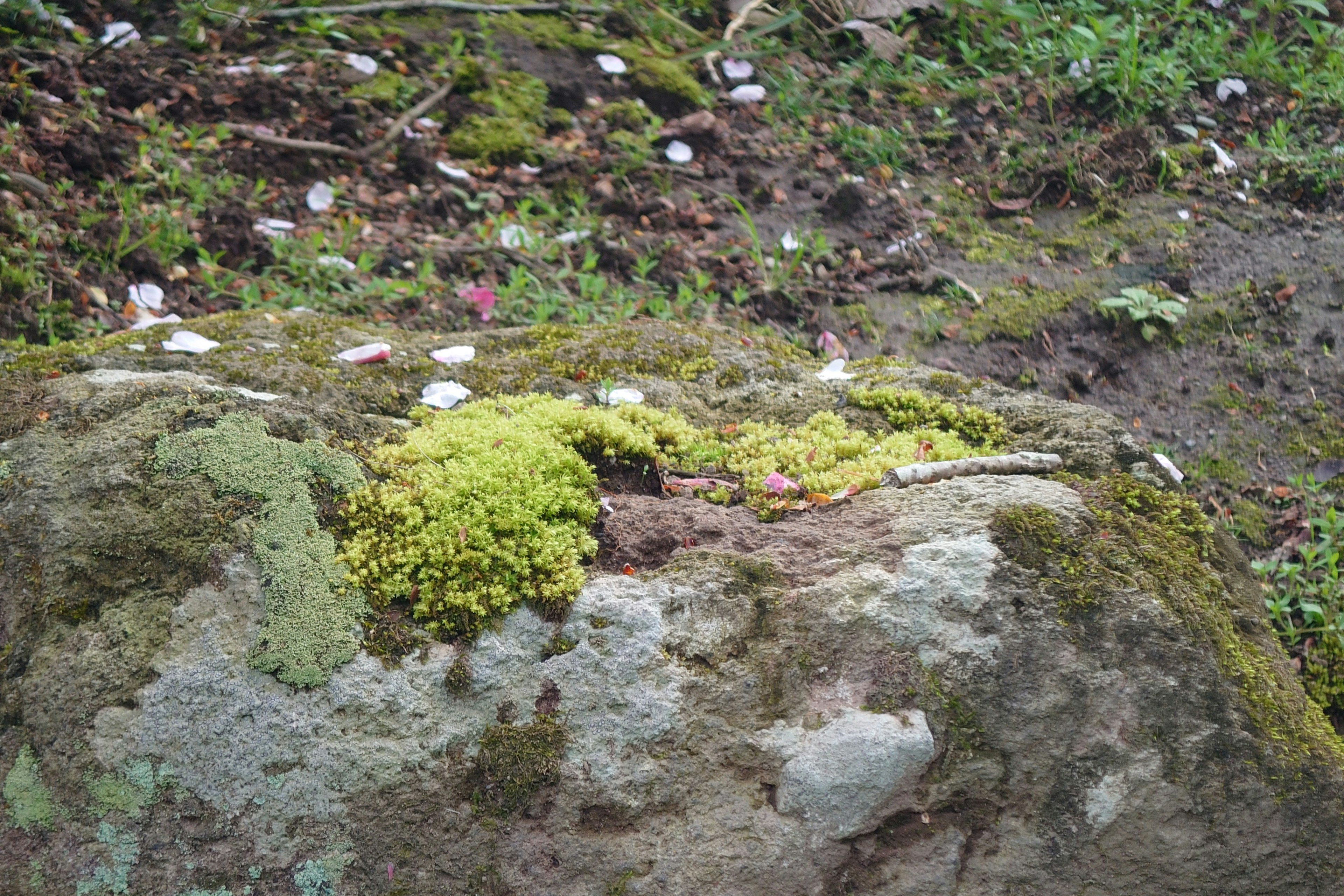 Natural scene featuring moss on a rock with scattered petals