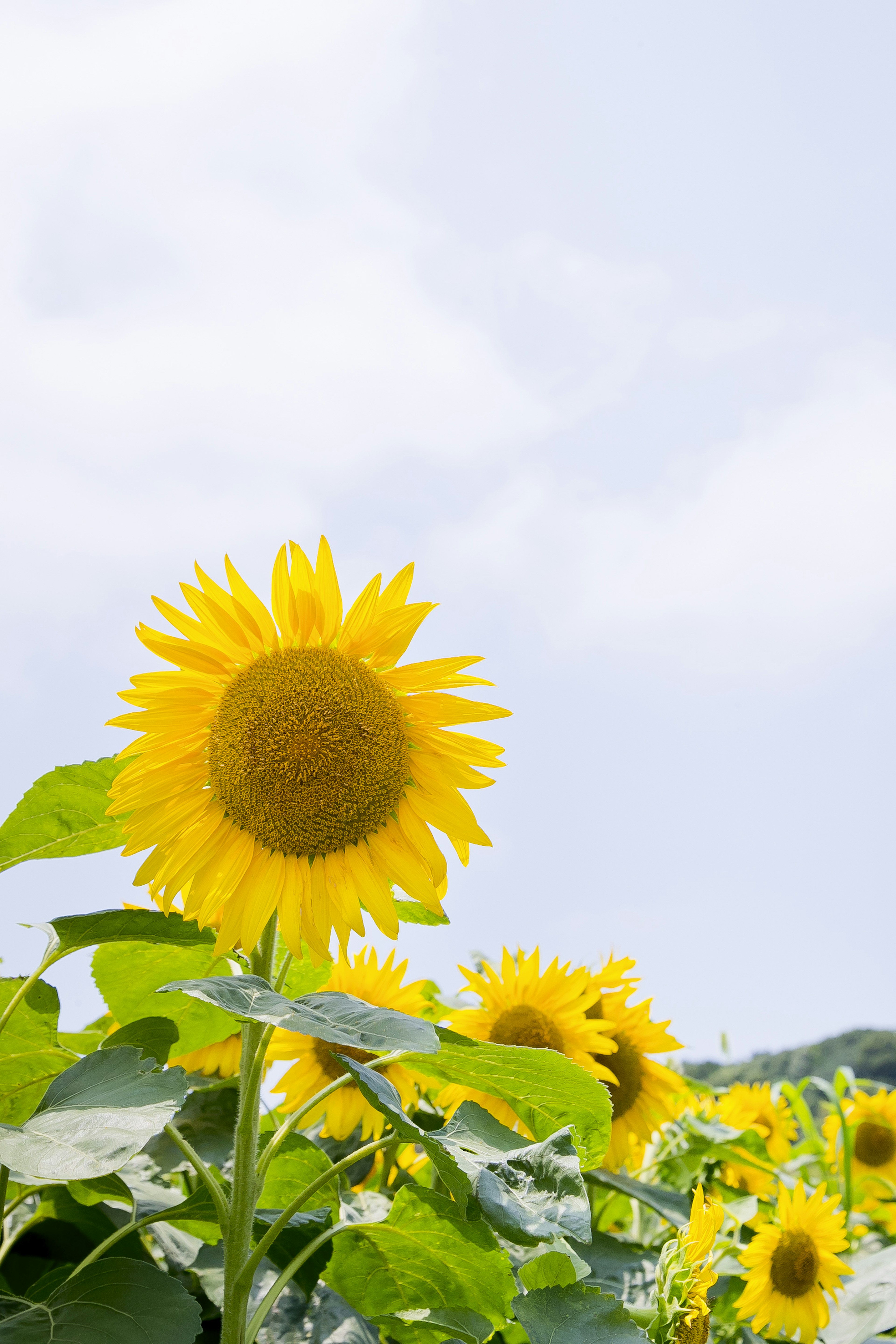 Bright sunflower blooming under a blue sky