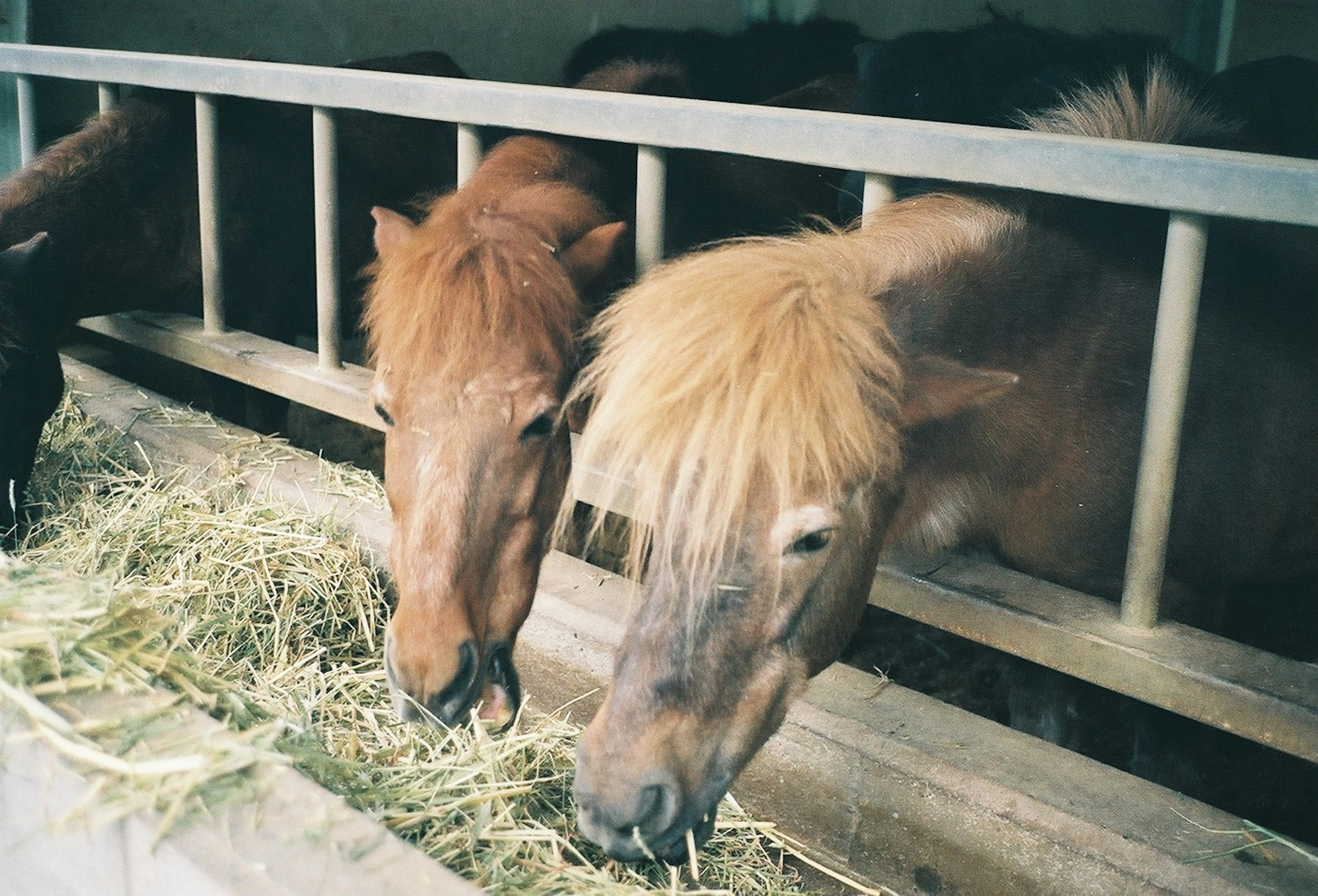 二頭の馬が干し草を食べている様子