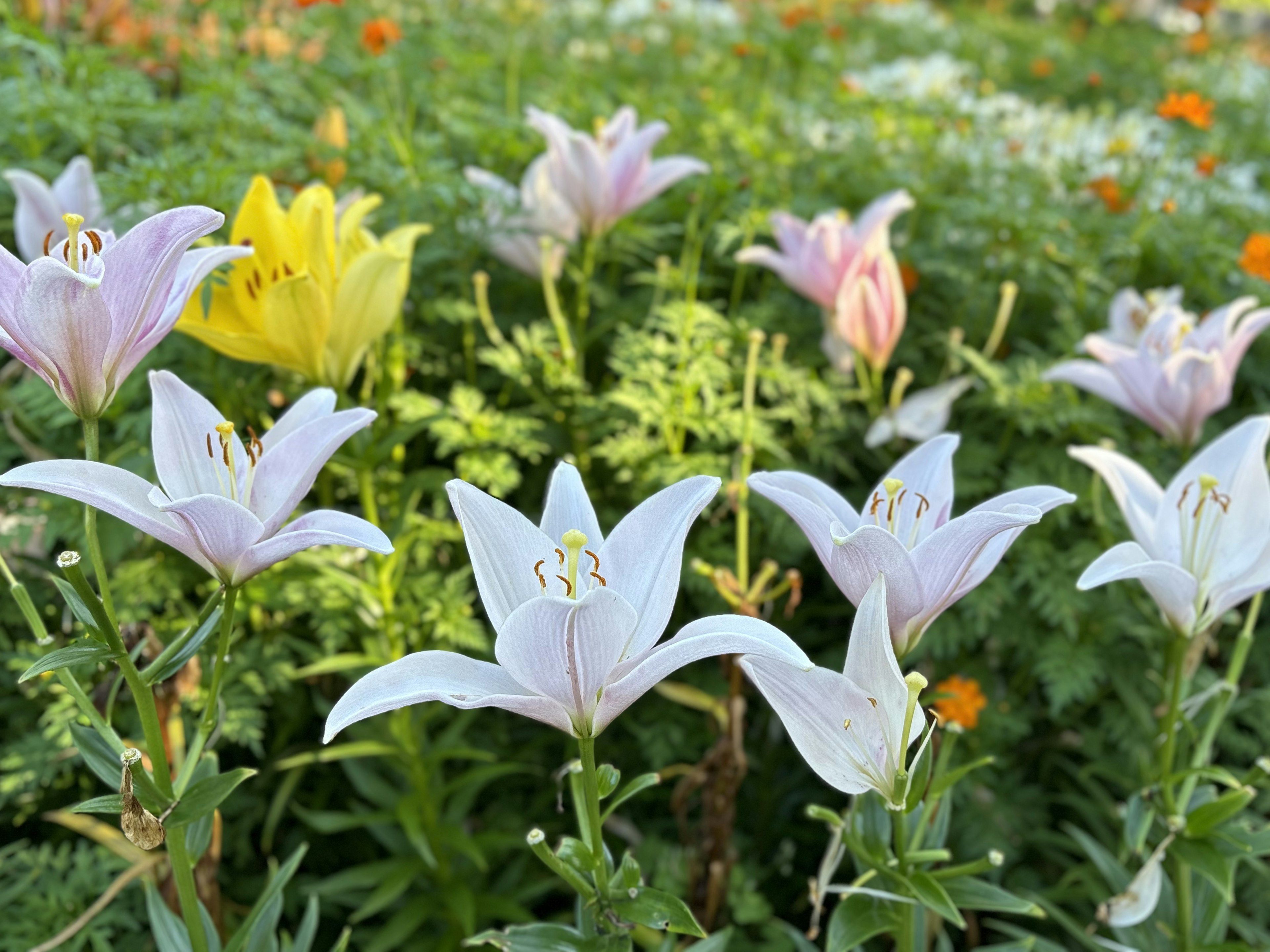 色とりどりの花々が咲く庭に白いユリの花が群生している