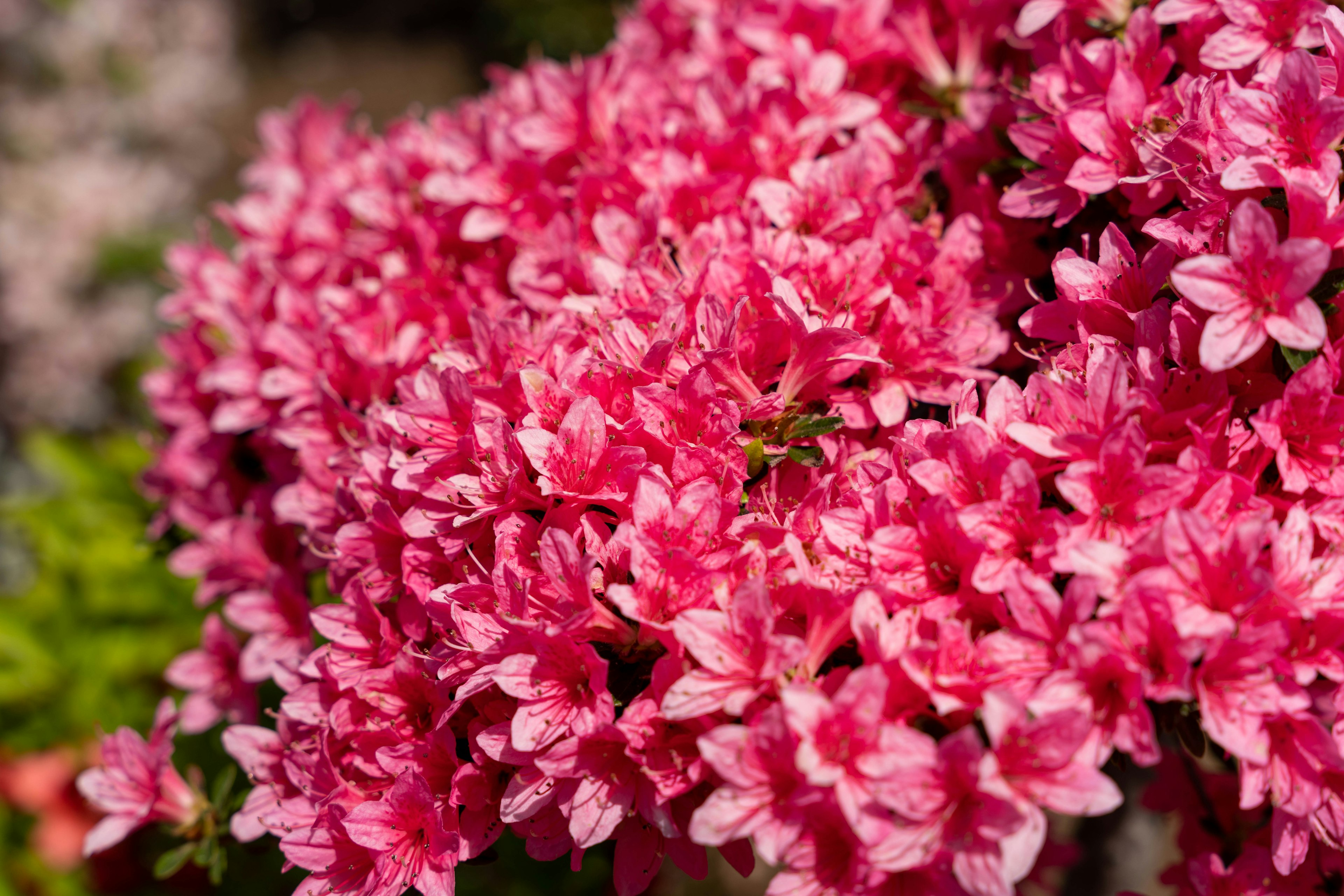 Fleurs d'azalée roses vives en pleine floraison