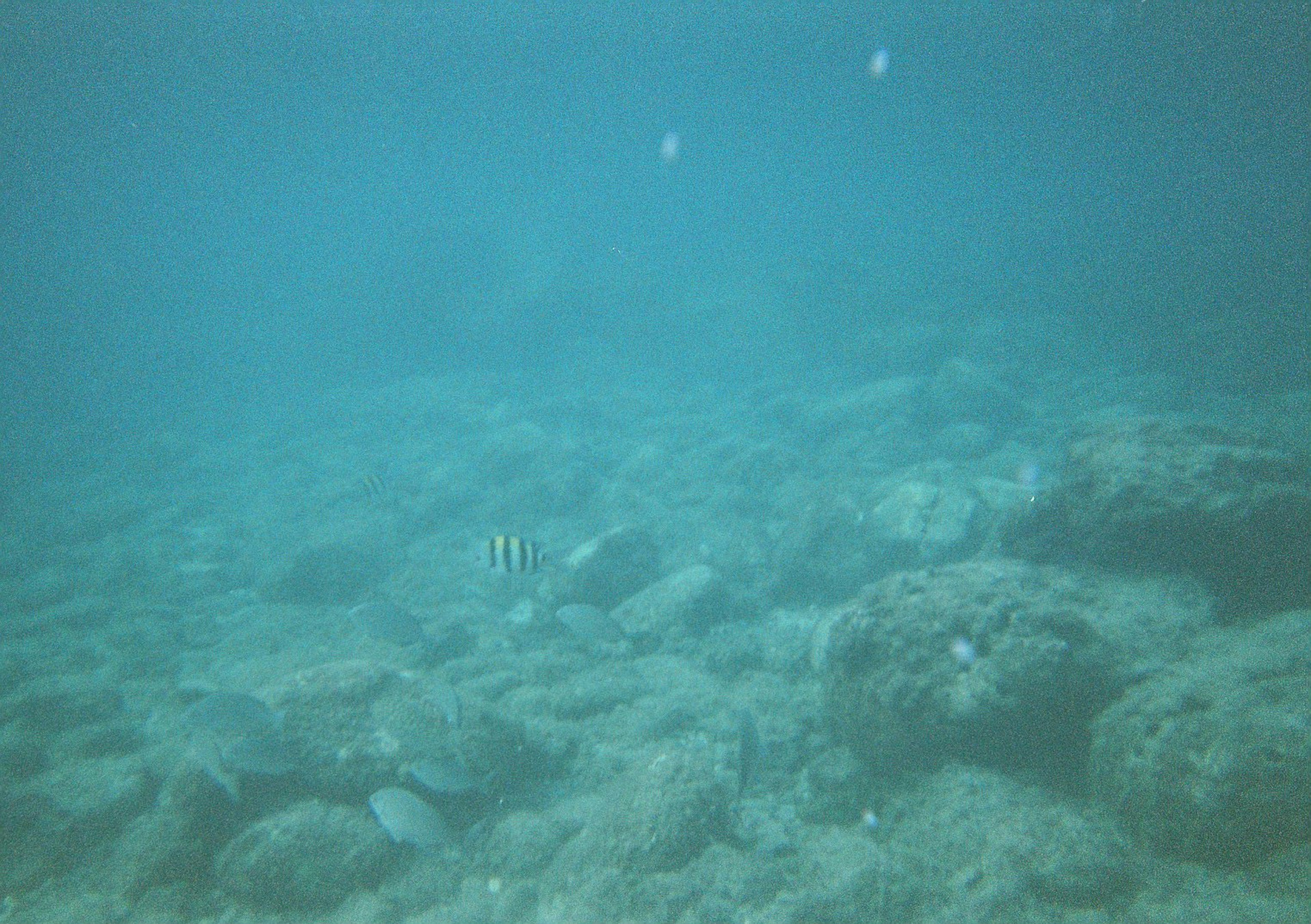 Underwater view showing rocks and fish in a blue ocean