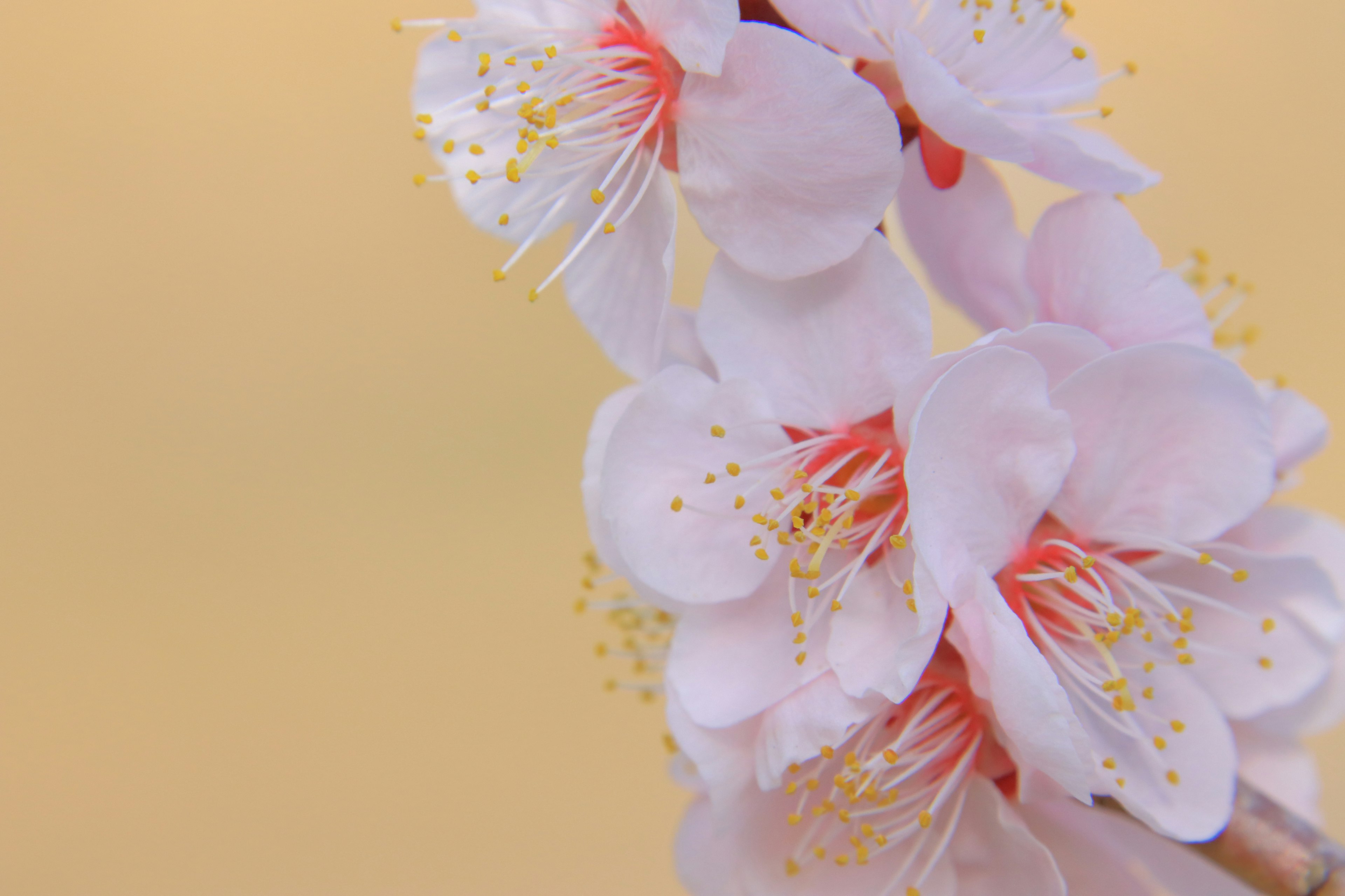 Delicate pink cherry blossom flowers against a soft yellow background