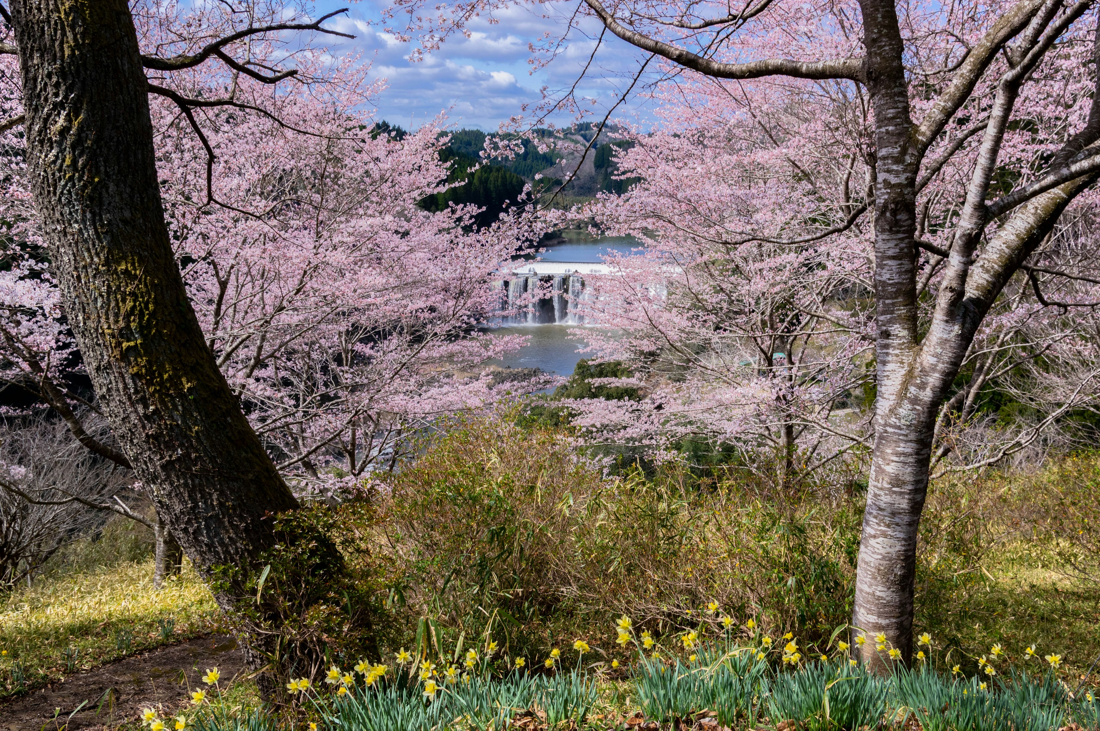 ทิวทัศน์ฤดูใบไม้ผลิที่สวยงามพร้อมต้นซากุระและวิวที่เงียบสงบ