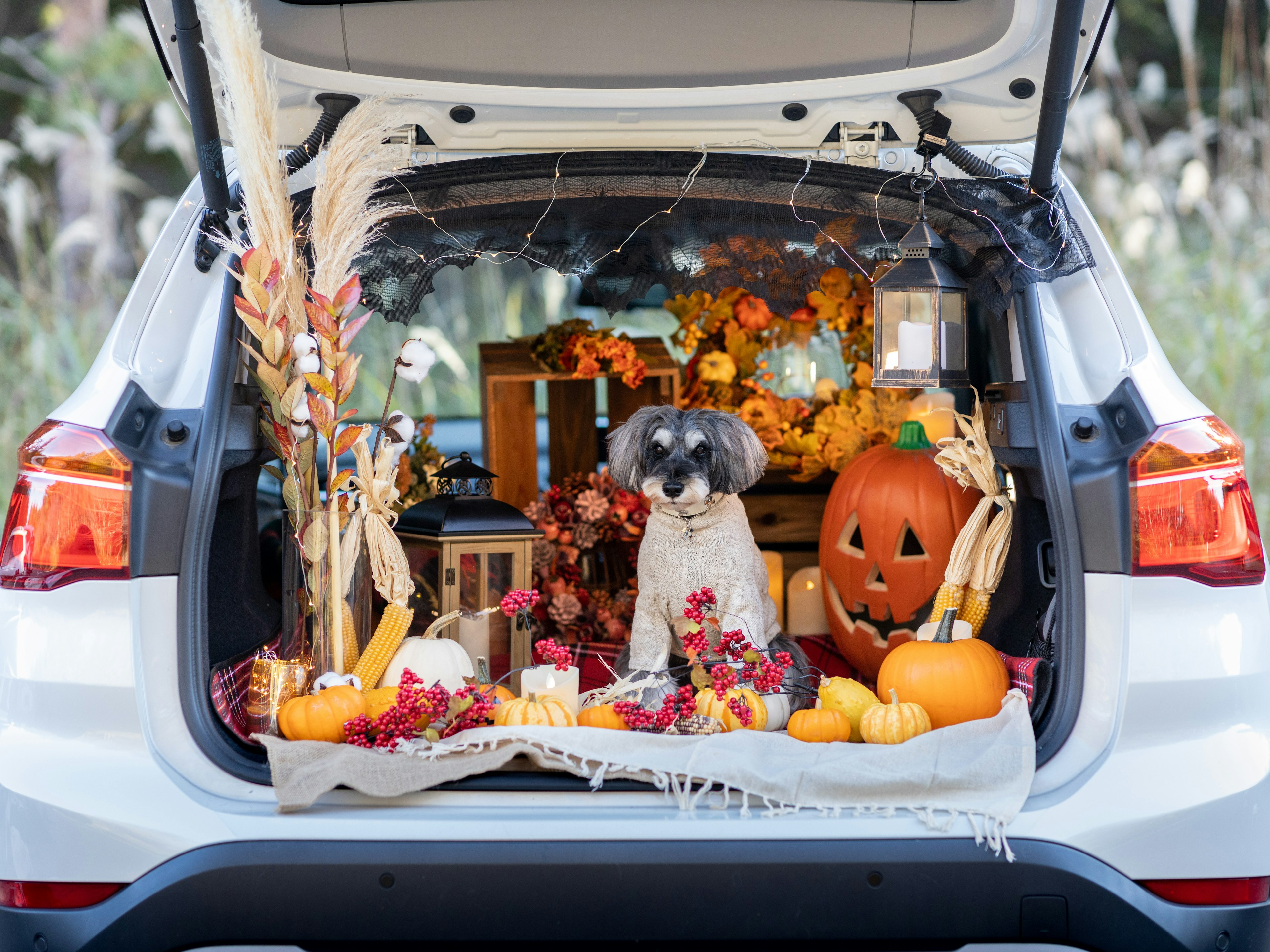 Un maletero de coche decorado con un perro y calabazas en tema de otoño