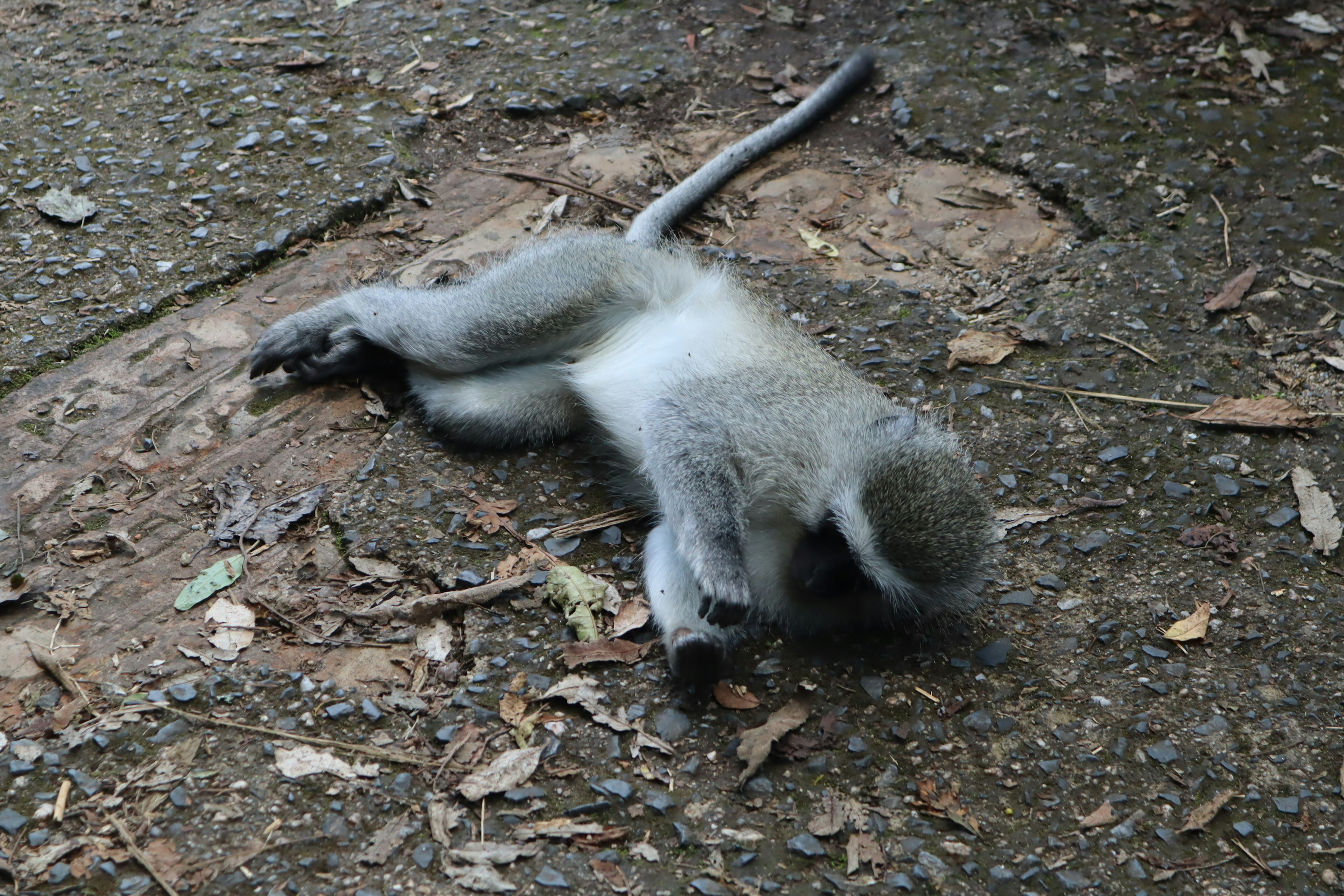 Monyet muda berbaring di tanah dengan bulu abu-abu